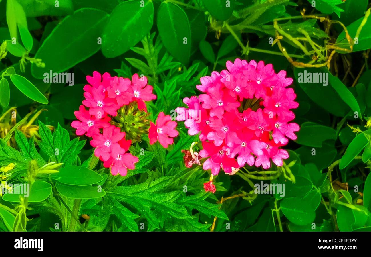 Purple pink and red flower flowers and plants plant in tropical garden jungle forest and nature