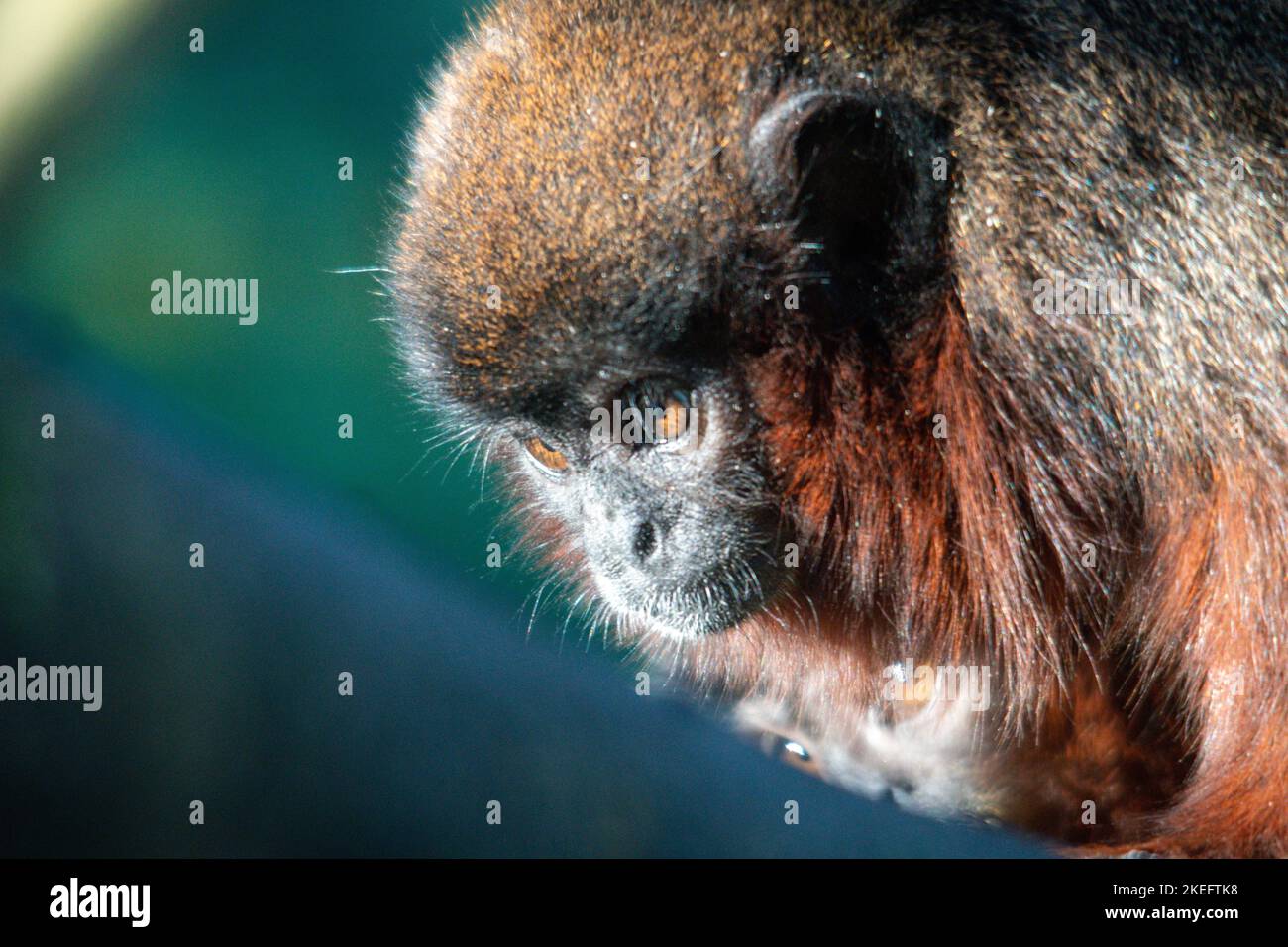 A closeup shot of a brown titi monkey on a blue background Stock Photo