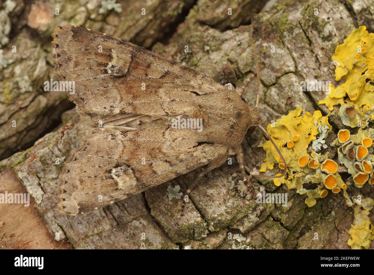 Rustic shoulder knot moth hi-res stock photography and images - Alamy