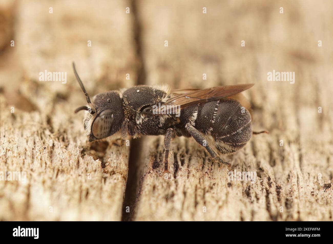 A macro shot of a Heriades crenulata solitary bee on a wooden surface Stock Photo