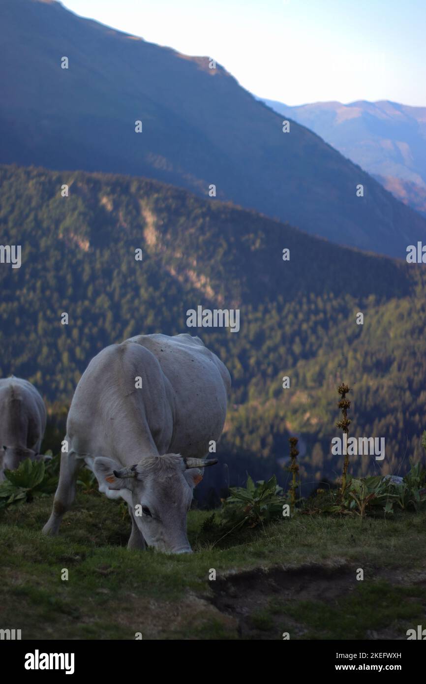 A vertical shot of a grazing cow against the background of the green ...