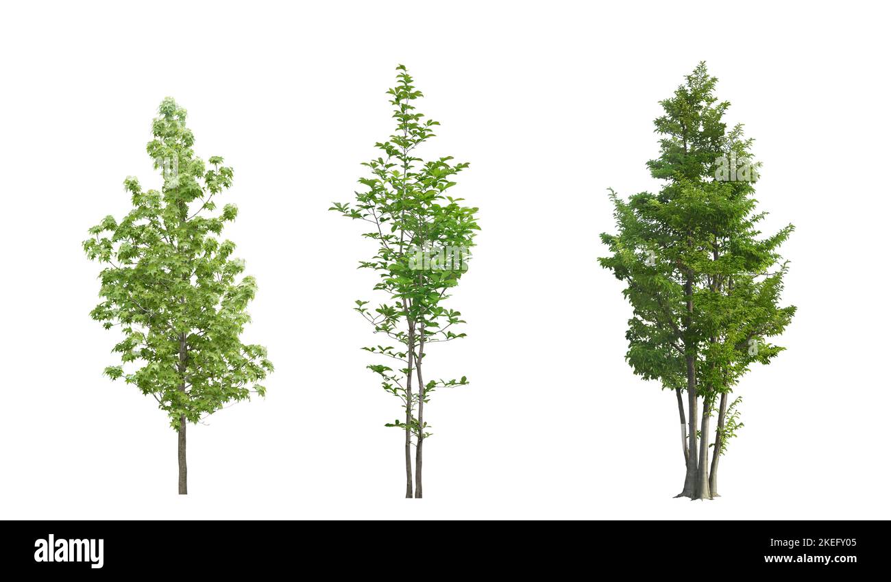 Collection of green trees, a tree isolated on a white background Stock ...