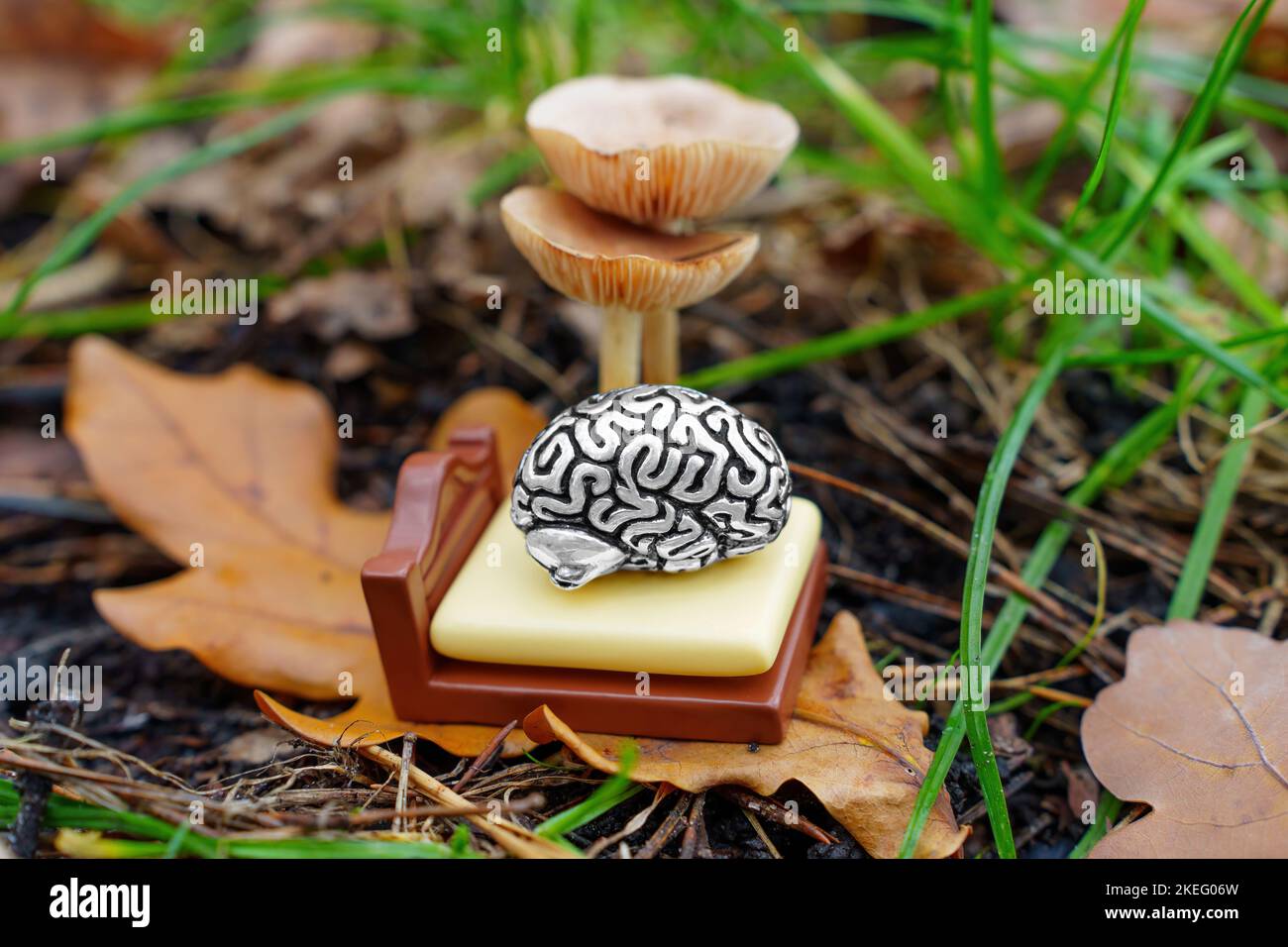 Miniature human brain figurine sleeping in a toy bed under fresh mushroom in the woods, selective focus. Creative mind dreaming concept. Stock Photo
