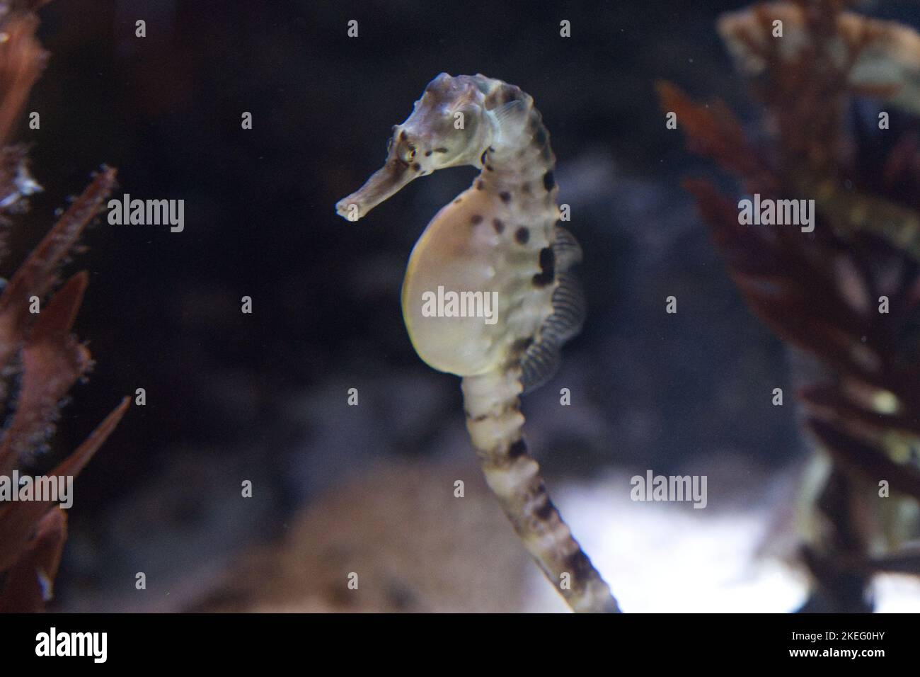 Big-belly seahorse Stock Photo