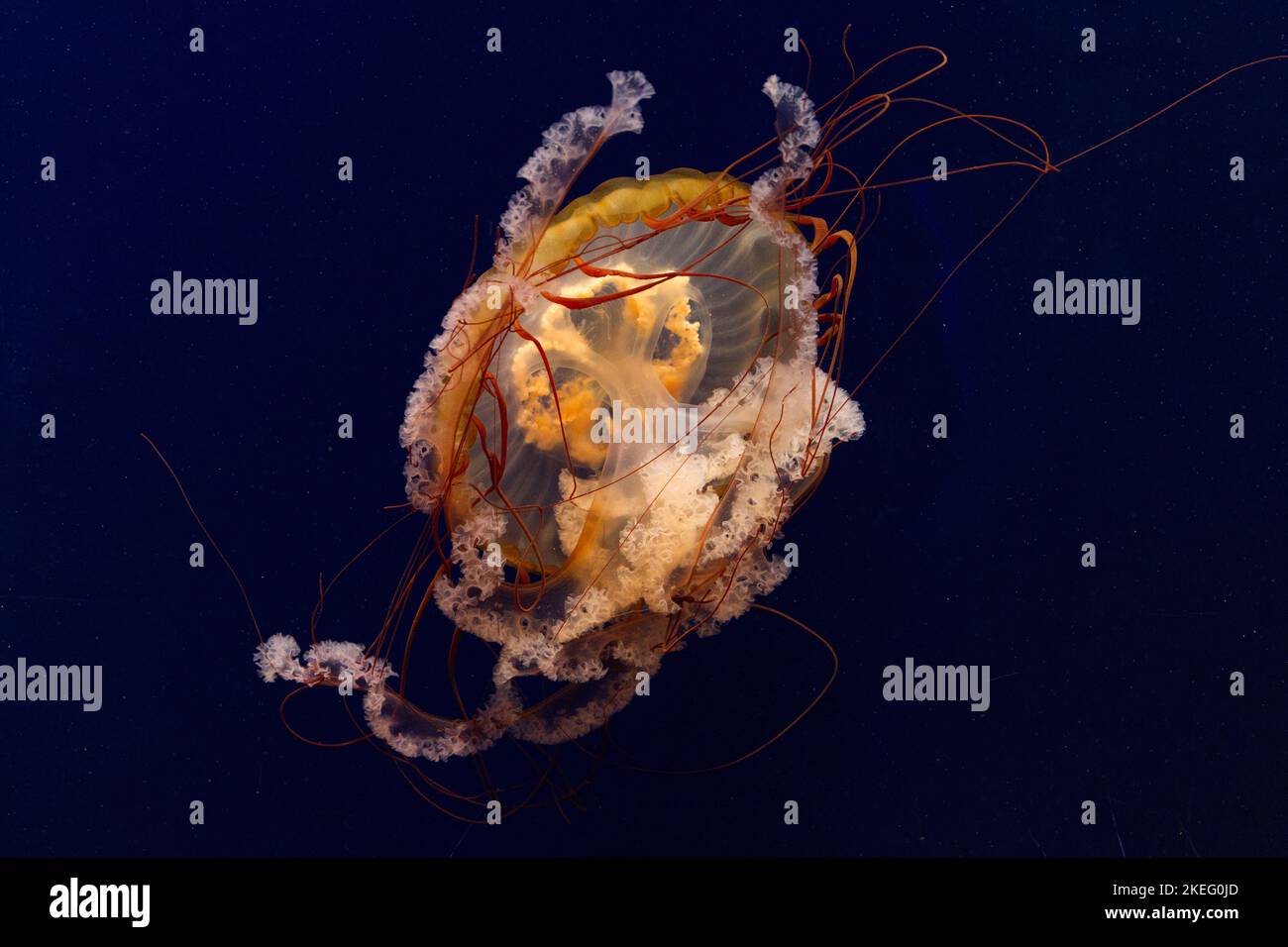 Pacific sea nettle Stock Photo