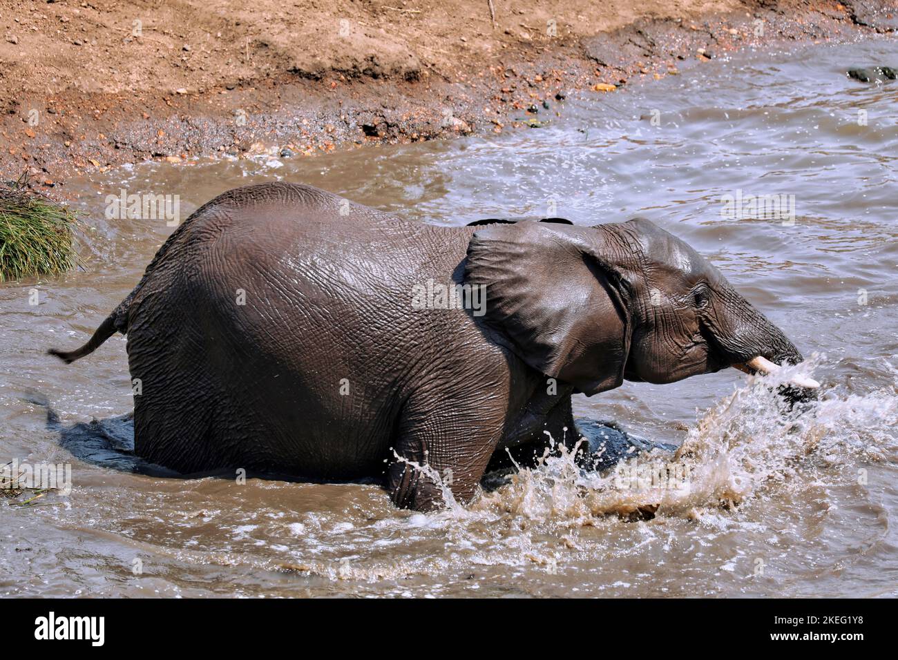 Badende Elefanten im Kruger Nationalpark Südafrika; bathing elephants