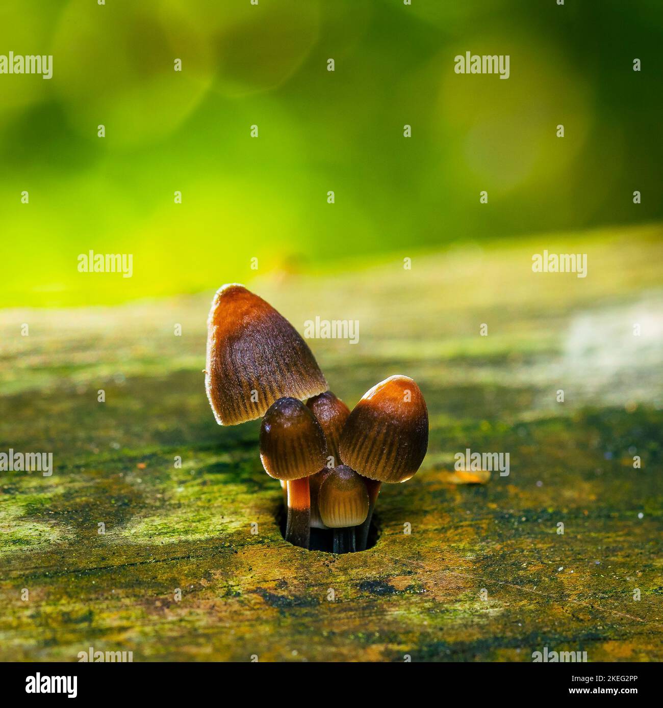 mushrooms growing out of a hole in the wood, beautiful bokeh, Mycena