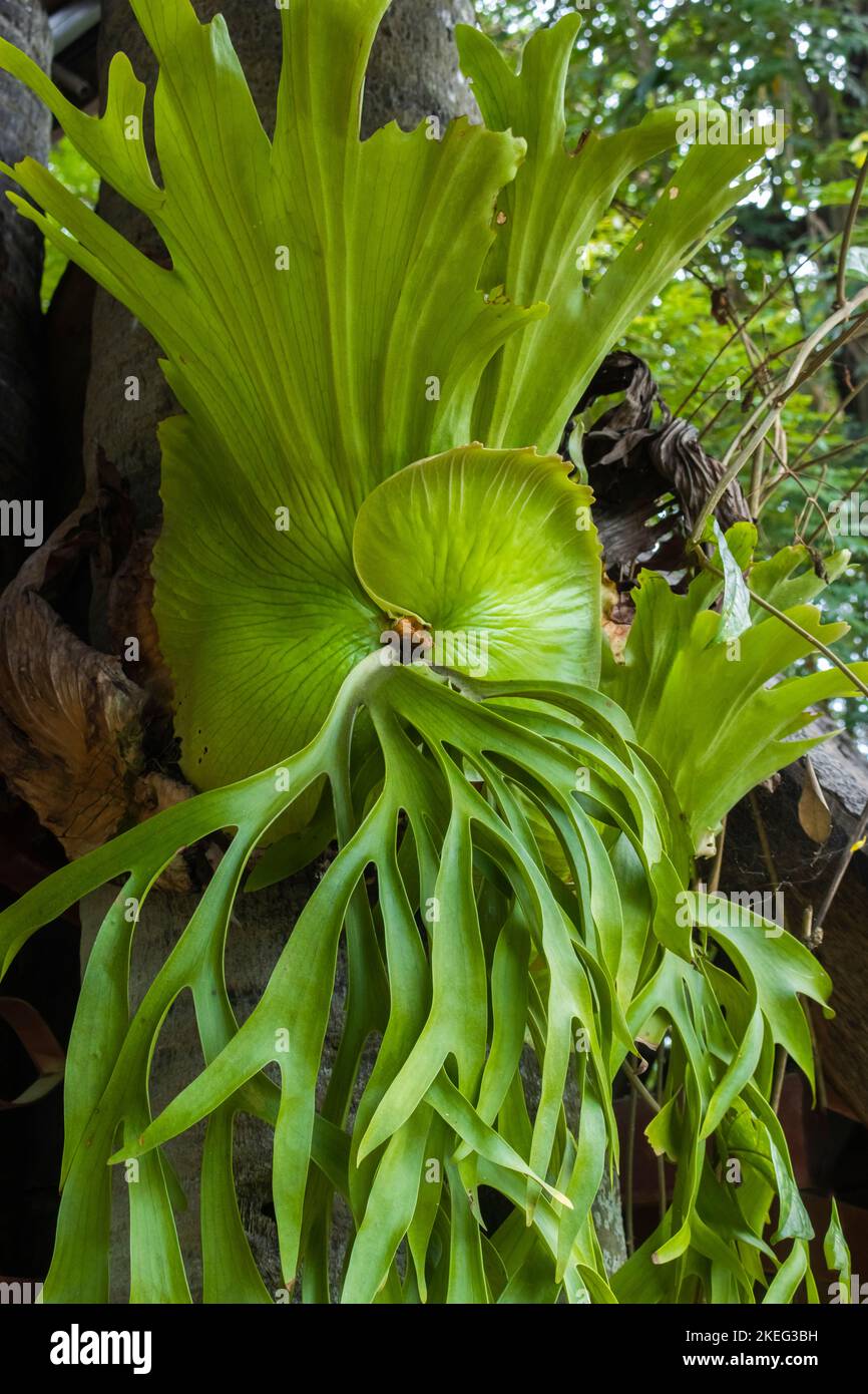 Holttums staghorn fern hi-res stock photography and images - Alamy