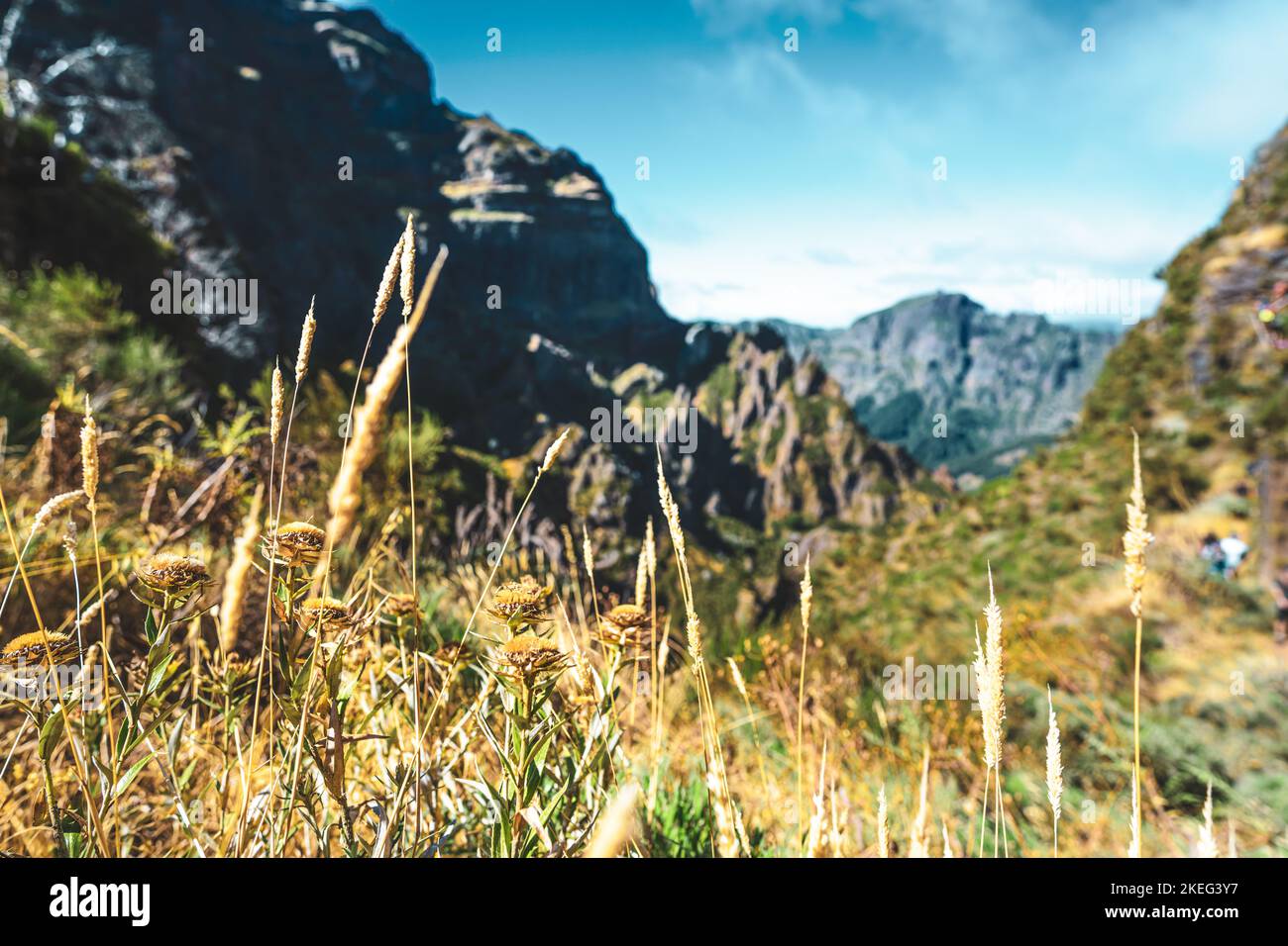 Description: Beautiful mountain flora from the hiking trail to Pico Ruivo in the morning. Pico do Arieiro, Madeira Island, Portugal, Europe. Stock Photo