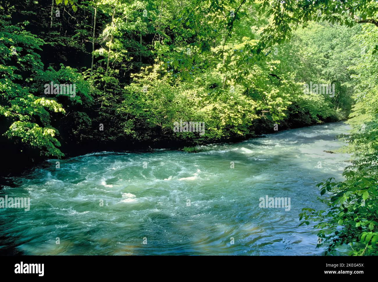 Greer Spring is the second largest spring in the Ozarks, with an average discharge of 360 cubic feet (10 m3) of water per second. Greer Spring was des Stock Photo