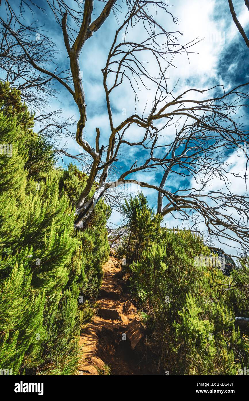 Description Forest of dead trees at noon. Verade do Pico Ruivo