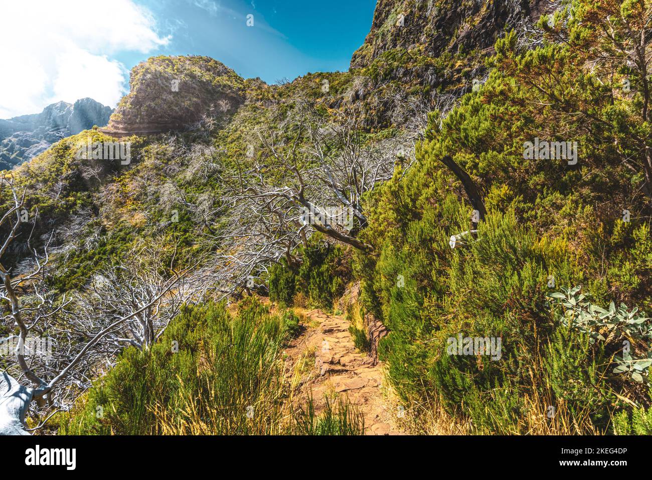 Description Forest of dead trees at noon. Verade do Pico Ruivo
