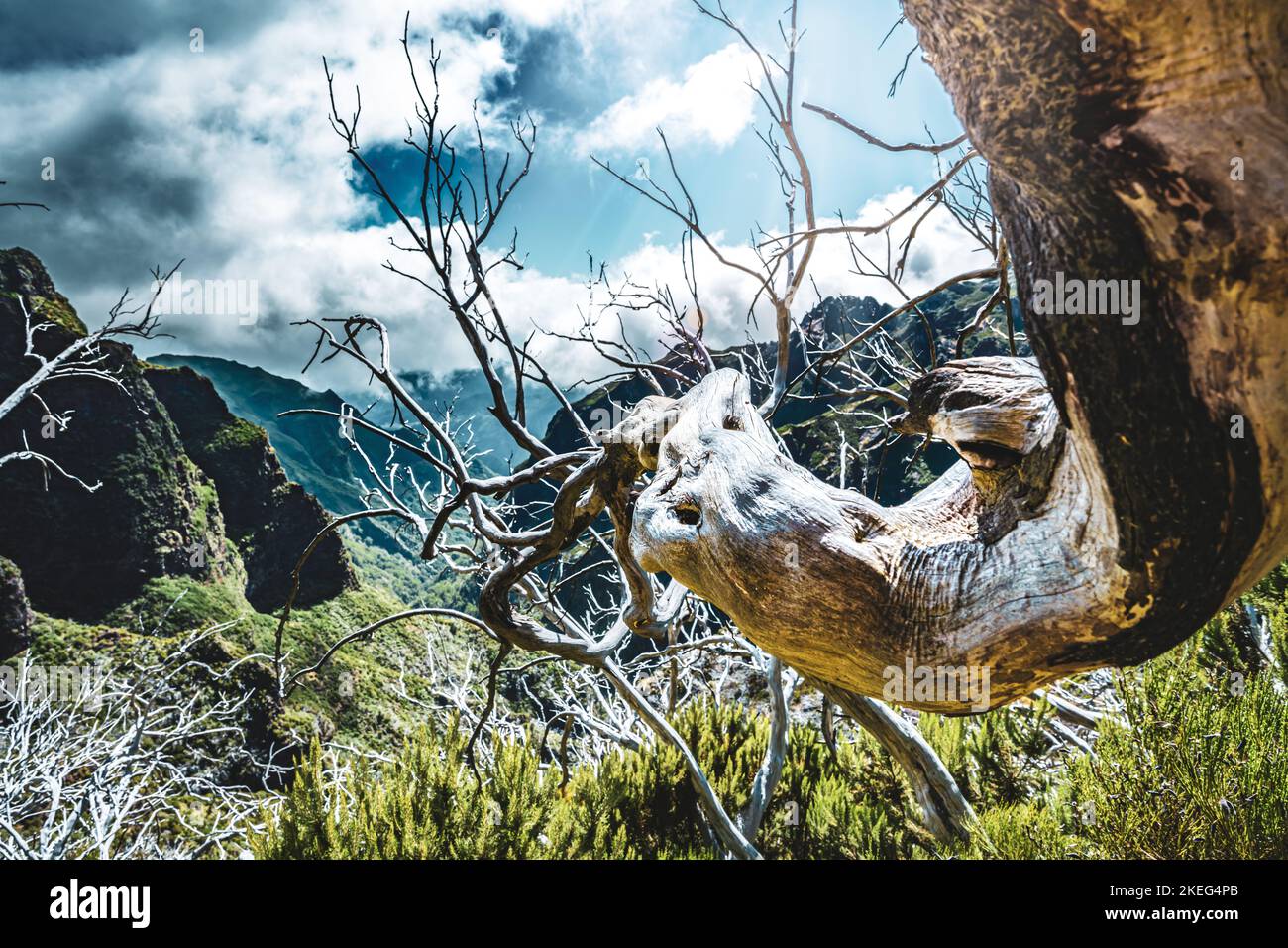 Description Photogenic dead tree branch in a forest of dead trees