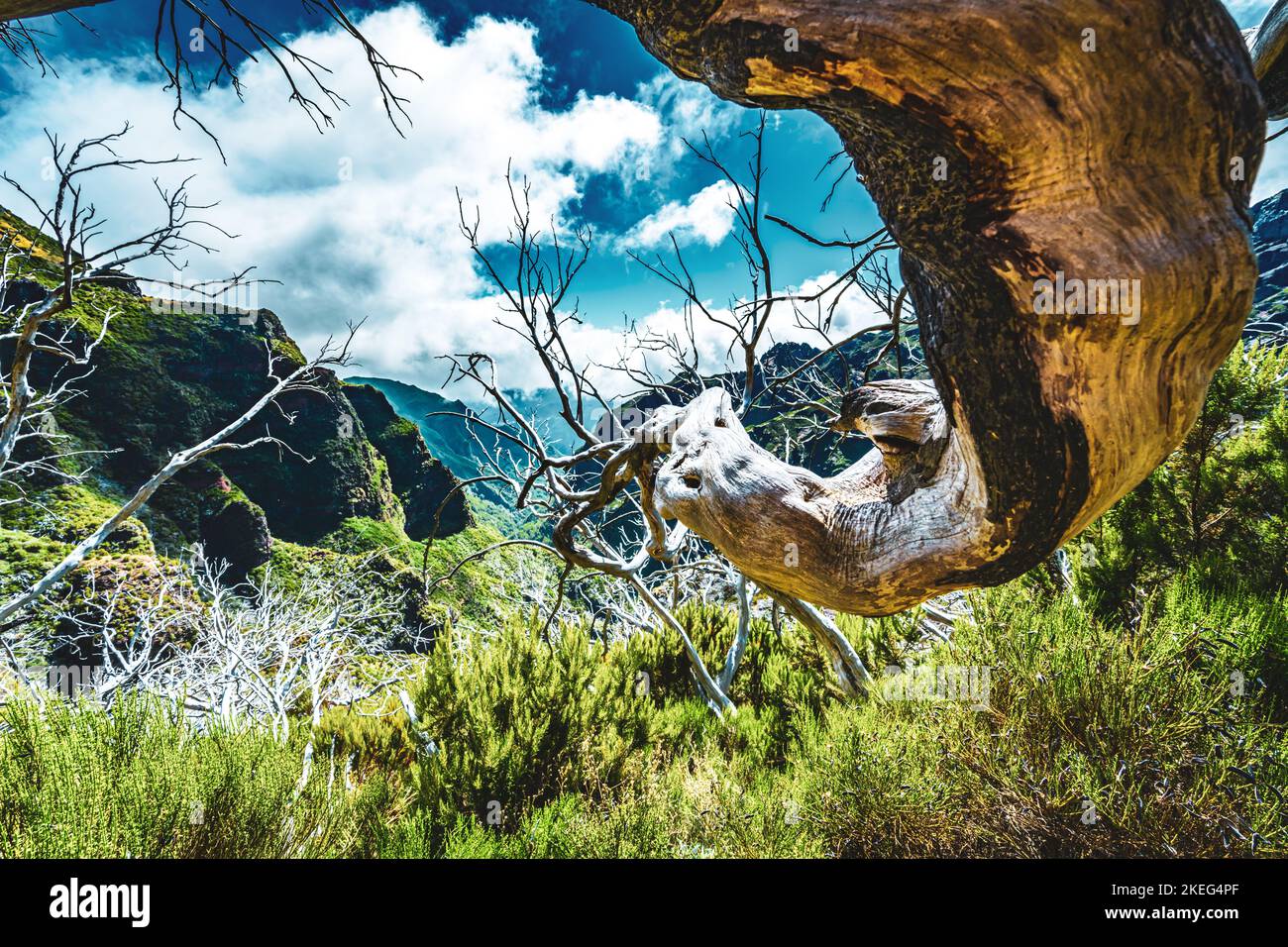 Description Photogenic dead tree branch in a forest of dead trees
