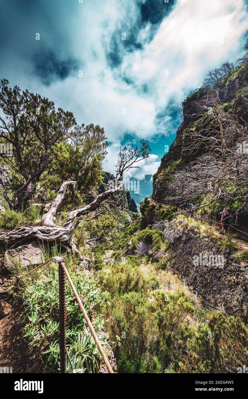 Description Photogenic dead tree branch in a forest of dead trees