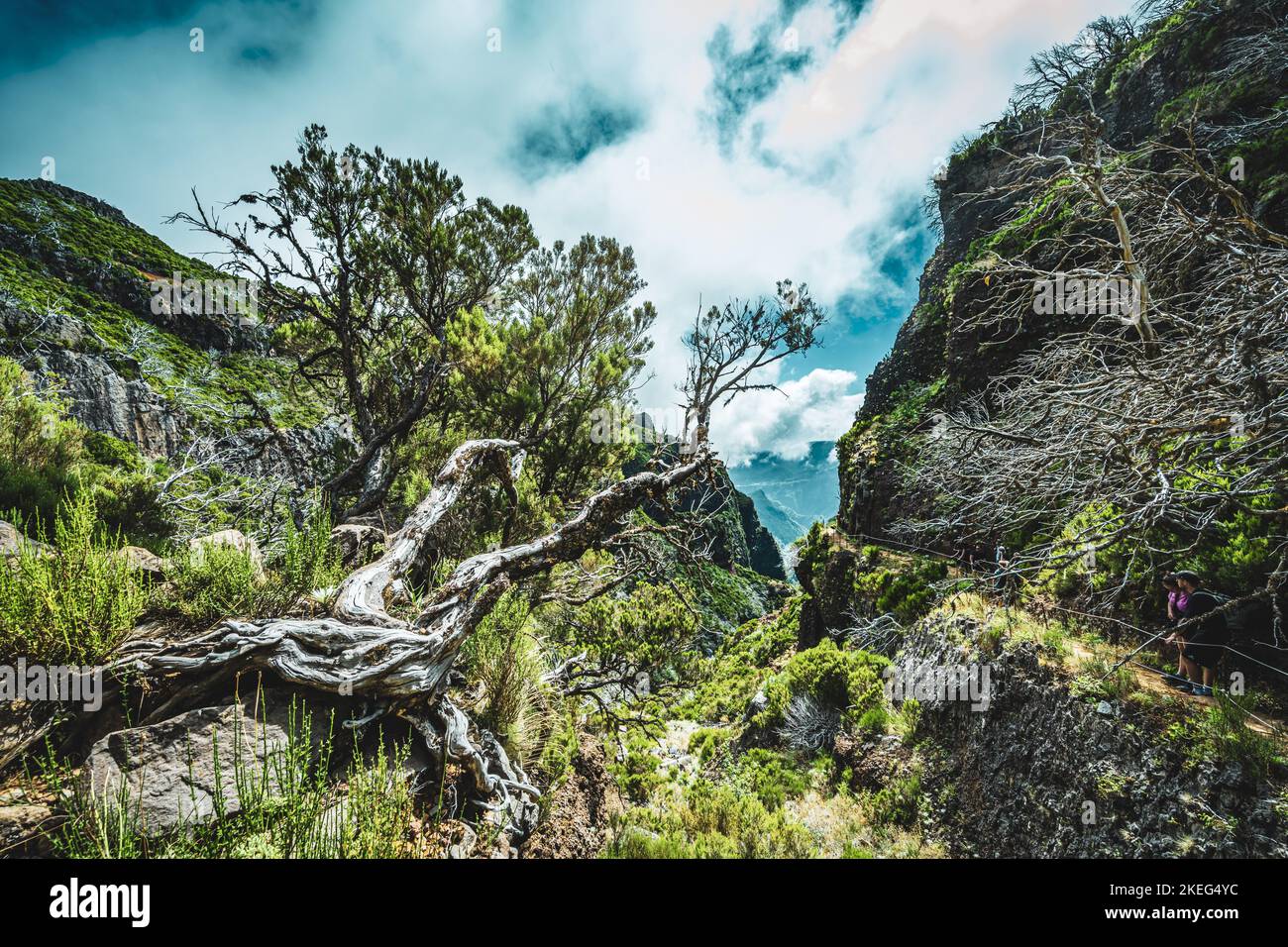 Description Photogenic dead tree branch in a forest of dead trees