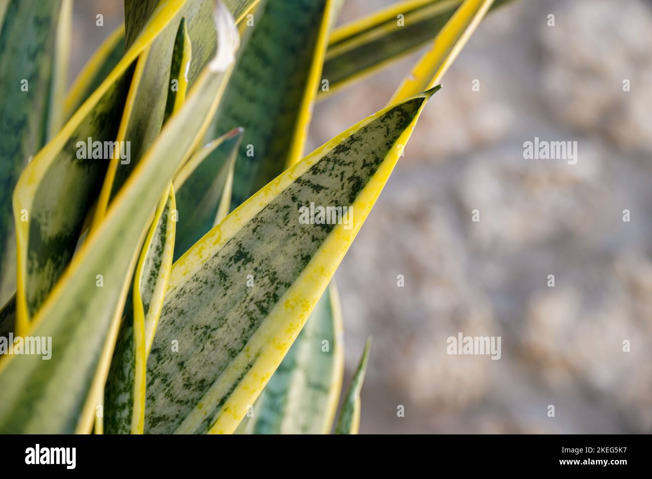 Dracaena trifasciata. close up of yellow and green leaf Stock Photo