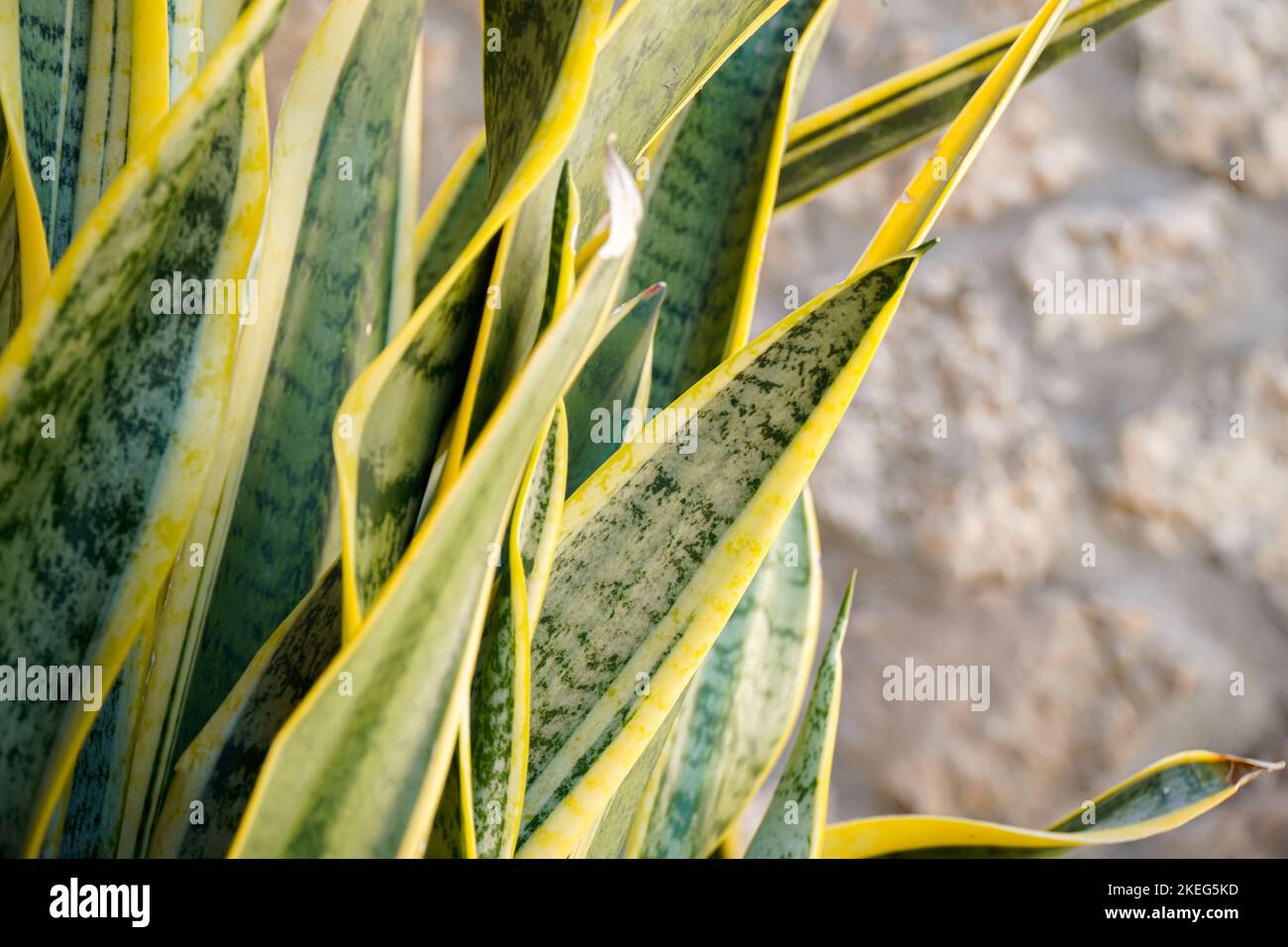 Dracaena trifasciata. close up of yellow and green leaf Stock Photo