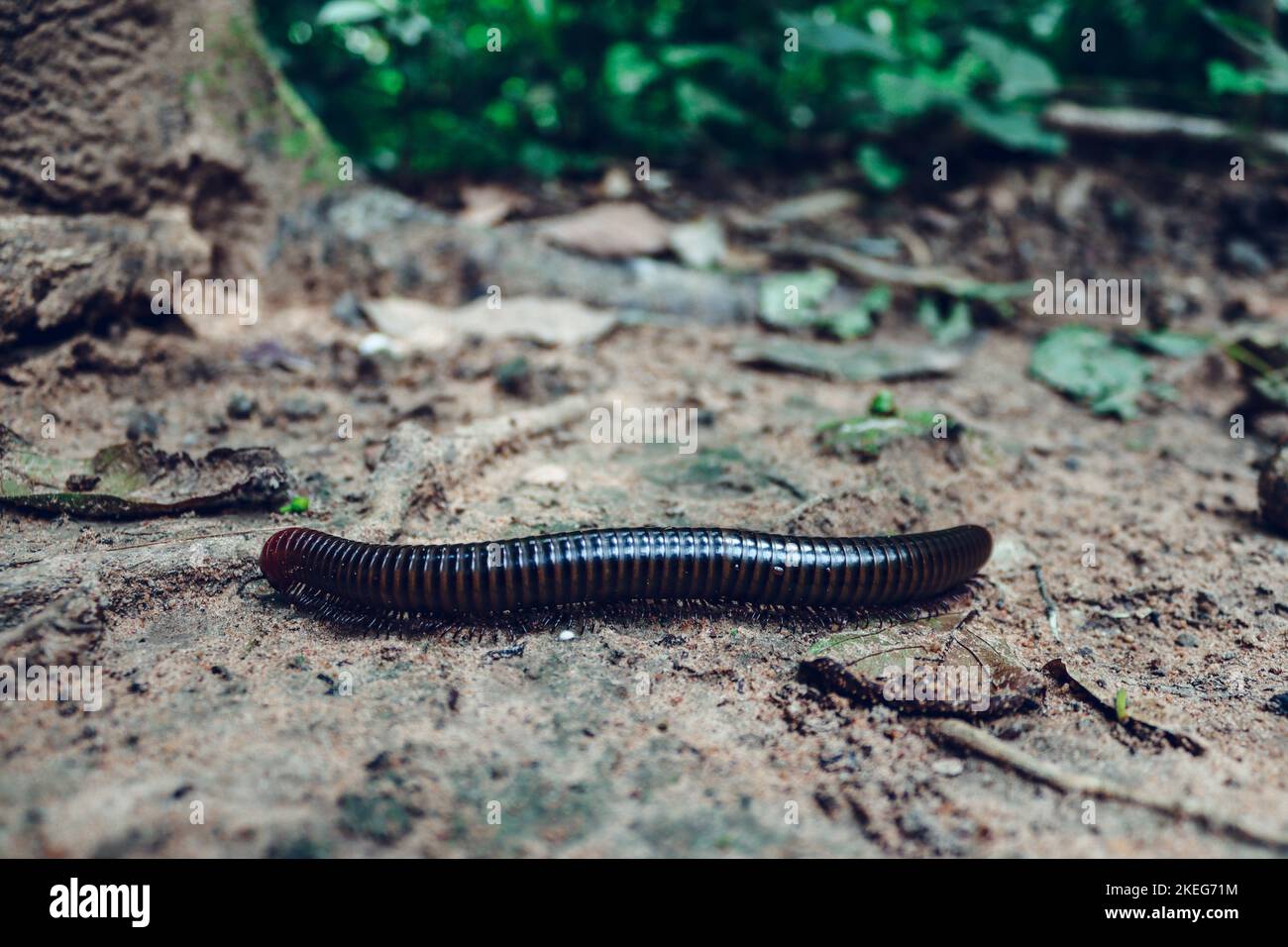 A closeup shot of a big black worm slowly crawling on the ground 