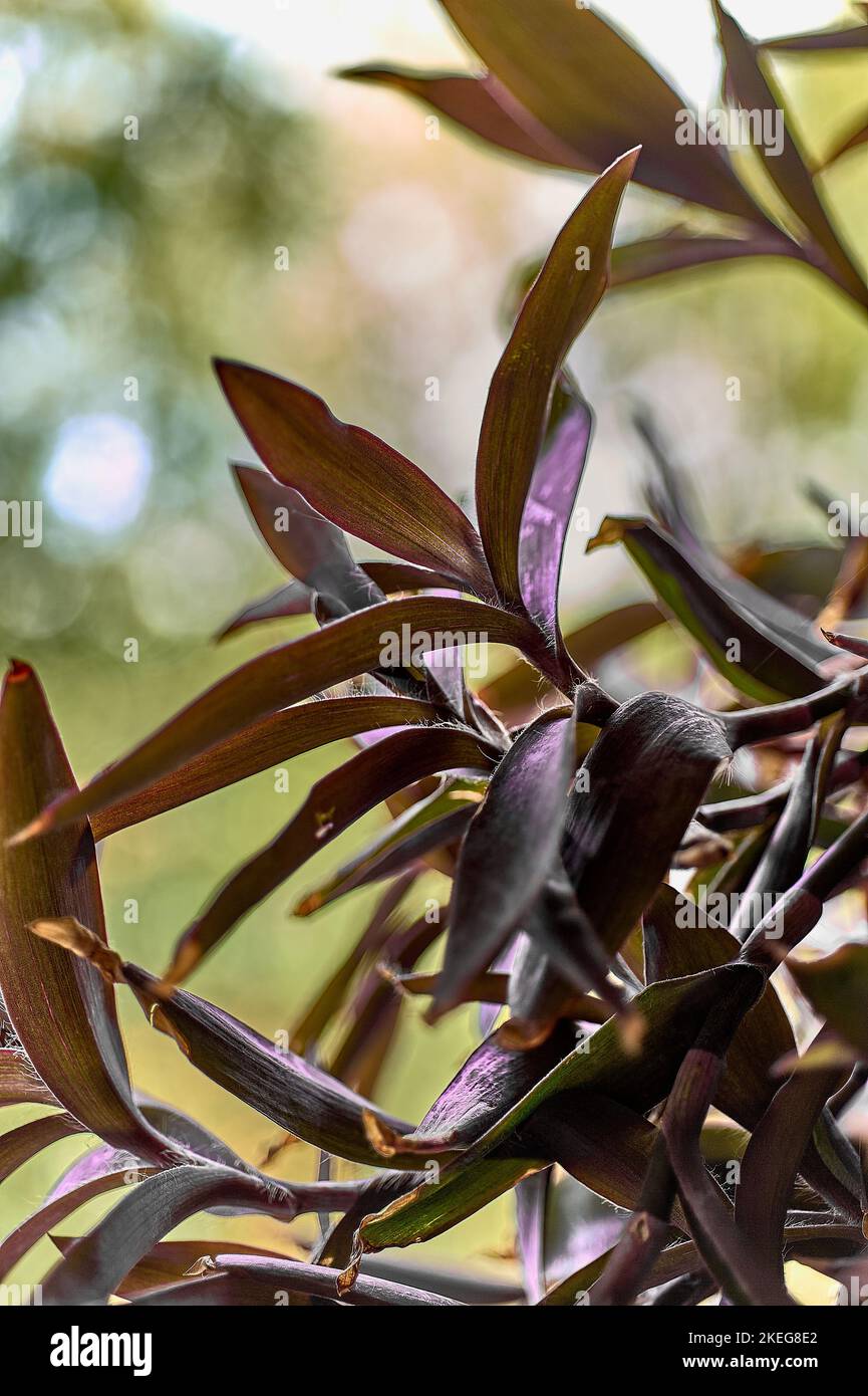 A large bush of Tradescantia pallida grows in an outdoor flowerbed Stock Photo