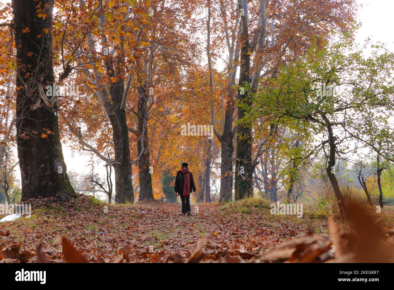 November 12, 2022, Srinagar, Jammu and Kashmir, India: A woman walks on fallen leaves of mighty Chinar tree at the famous Nishat Garden, Srinagar, Kashmir. Autumn colors are reaching their peak with trees particularly Chinar changing their colors as the days are becoming shorter showcasing the approach of winter in Kashmir. (Credit Image: © Adil Abbas/ZUMA Press Wire) Stock Photo