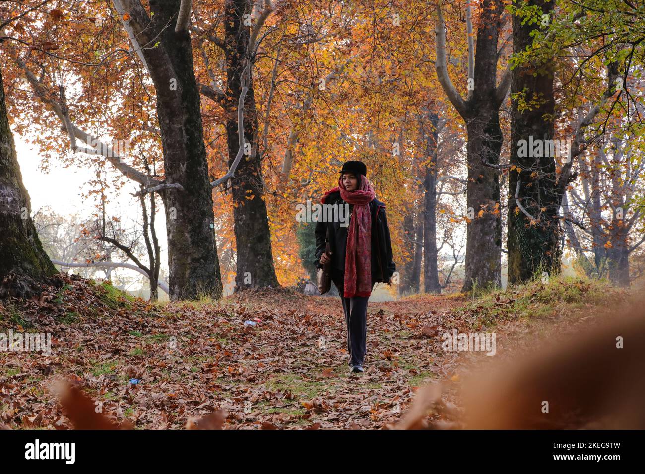November 12, 2022, Srinagar, Jammu and Kashmir, India: A woman walks on fallen leaves of mighty Chinar tree at the famous Nishat Garden, Srinagar, Kashmir. Autumn colors are reaching their peak with trees particularly Chinar changing their colors as the days are becoming shorter showcasing the approach of winter in Kashmir. (Credit Image: © Adil Abbas/ZUMA Press Wire) Stock Photo