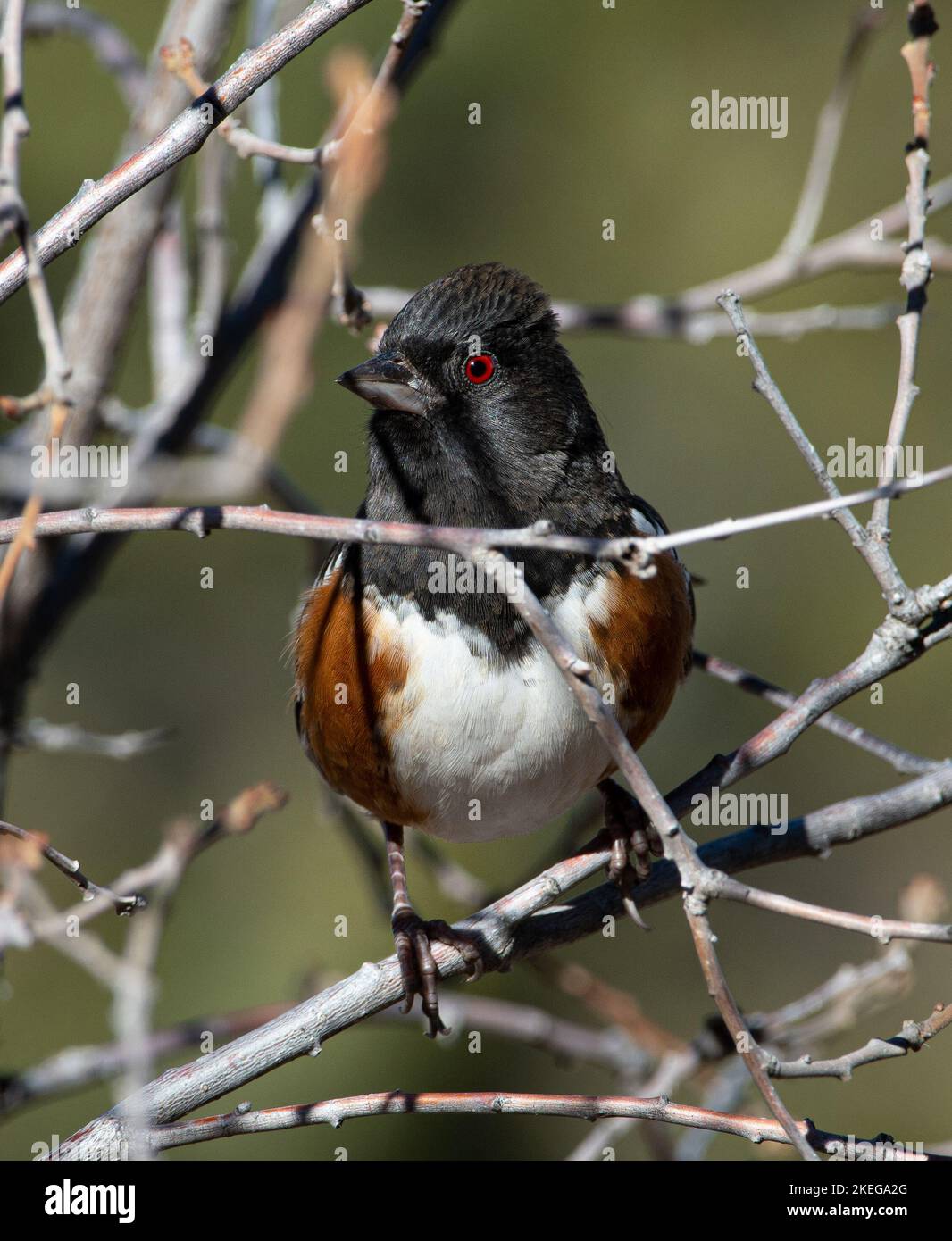 A b eautiful male Spotted Towhee with a brilliant red eye peers at the photographer from the midst of a tangle of shrubbery. Stock Photo