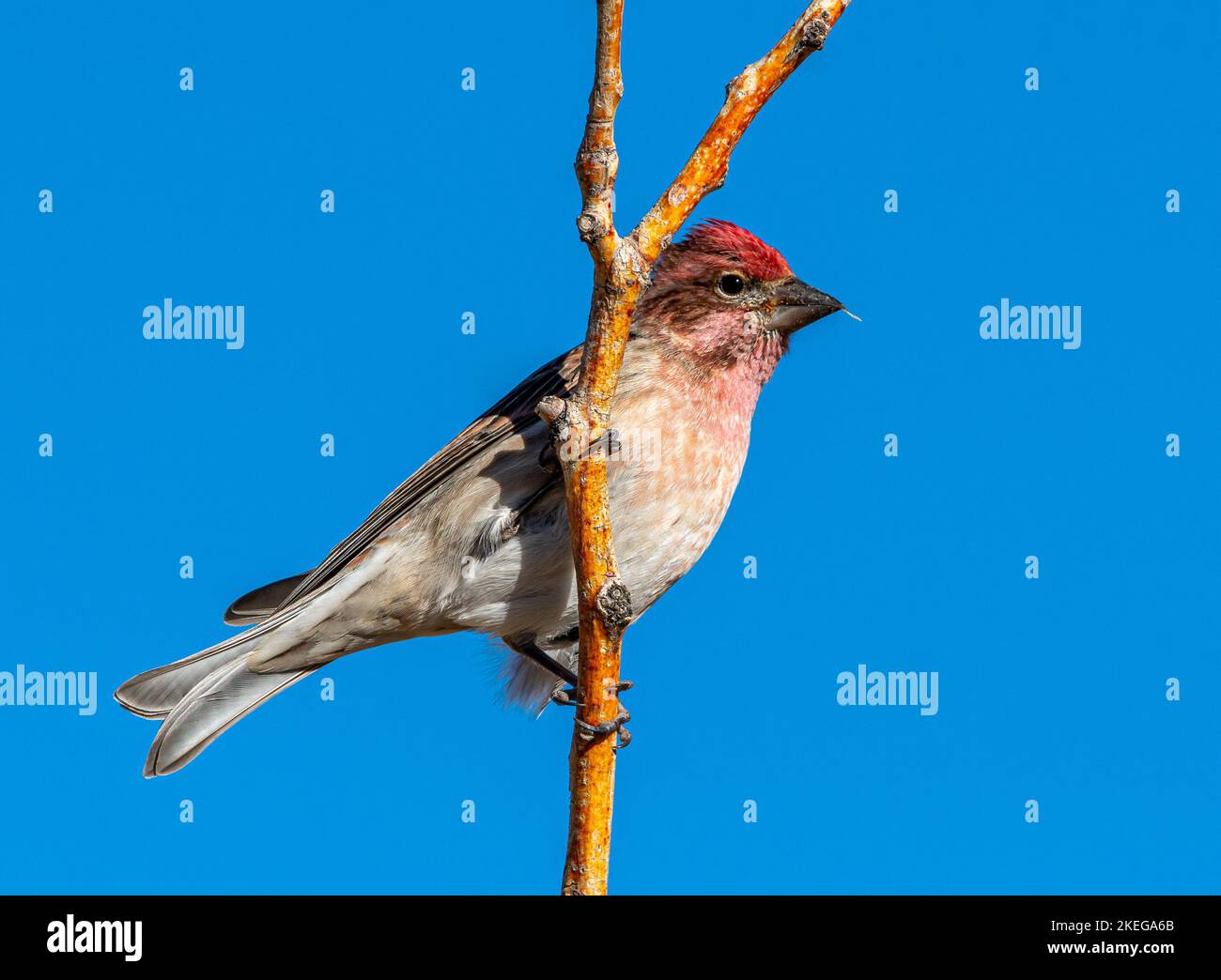 A male Cassin's Finch with its striking red cap perched on a branch against a brilliant Colorado winter sky. Stock Photo