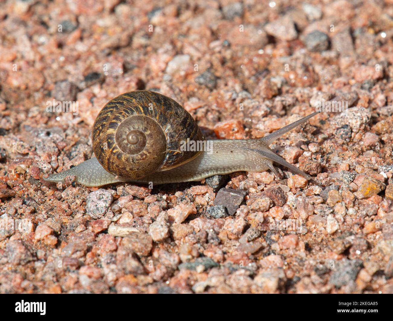 A large Garden Snail works its way across a gravel pathway in a central