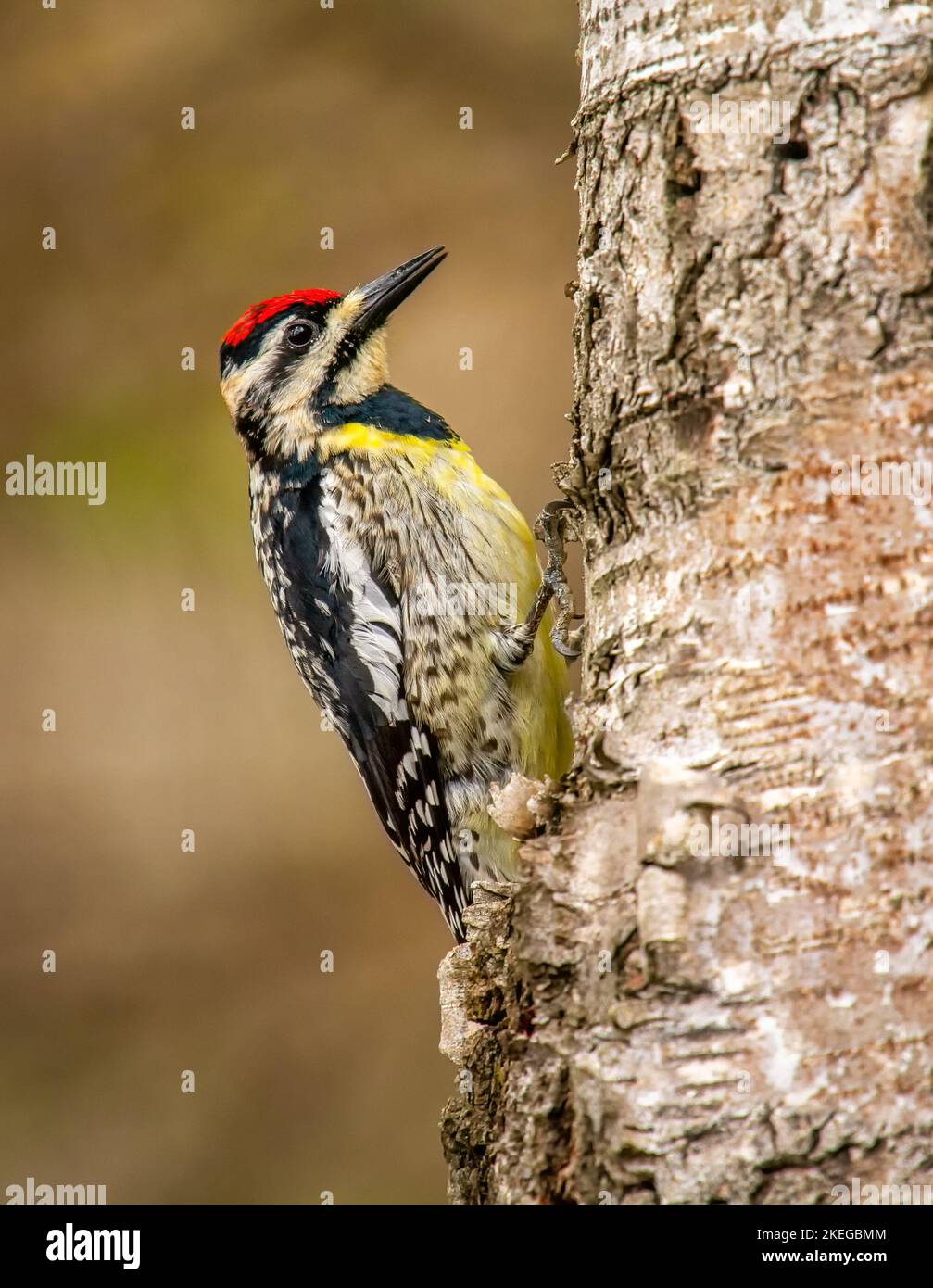 A beautiful and brightly colored Yellow-bellied Sapsucker photographed as it perched on the side of a northwoods birch tree. Stock Photo