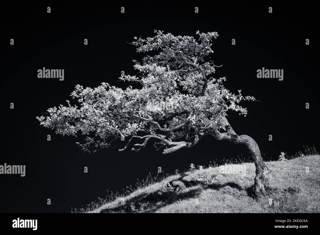 Infrared wind sculpted hawthorn Stock Photo