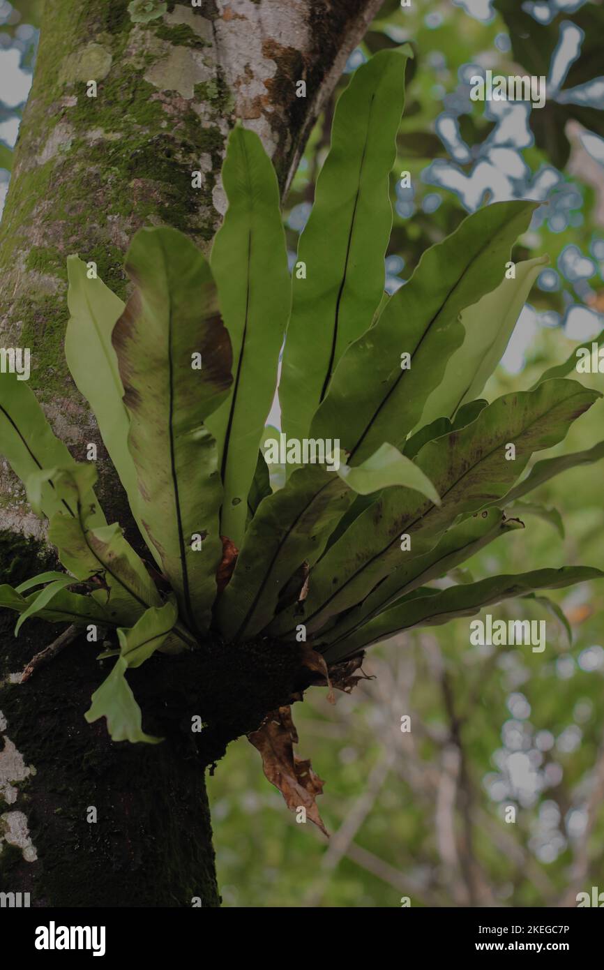 A vertical shot of the Japanese bird's-nest fern growing in the forest Stock Photo