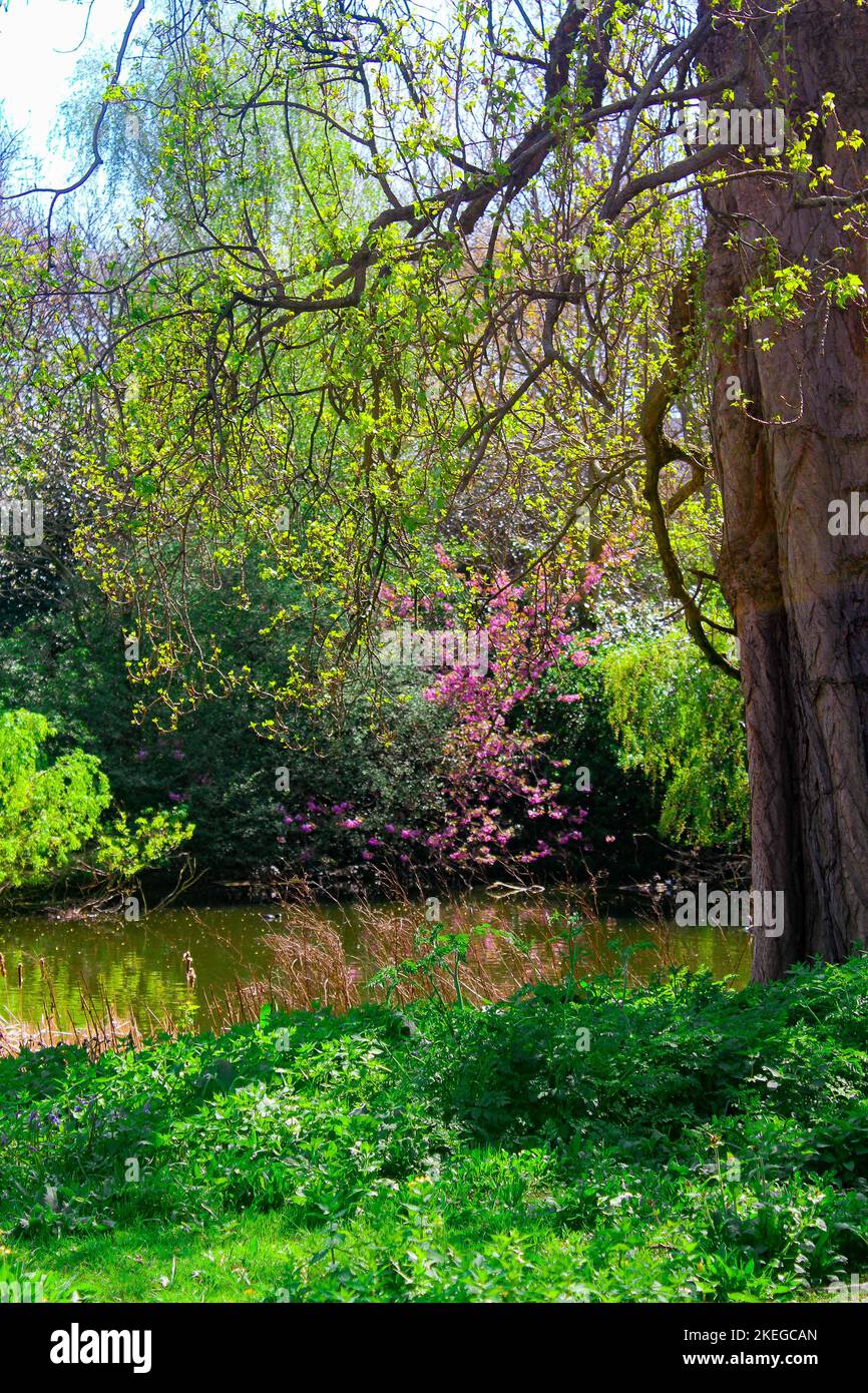 A vertical shot of the forest with trees in green and pink leaves ...