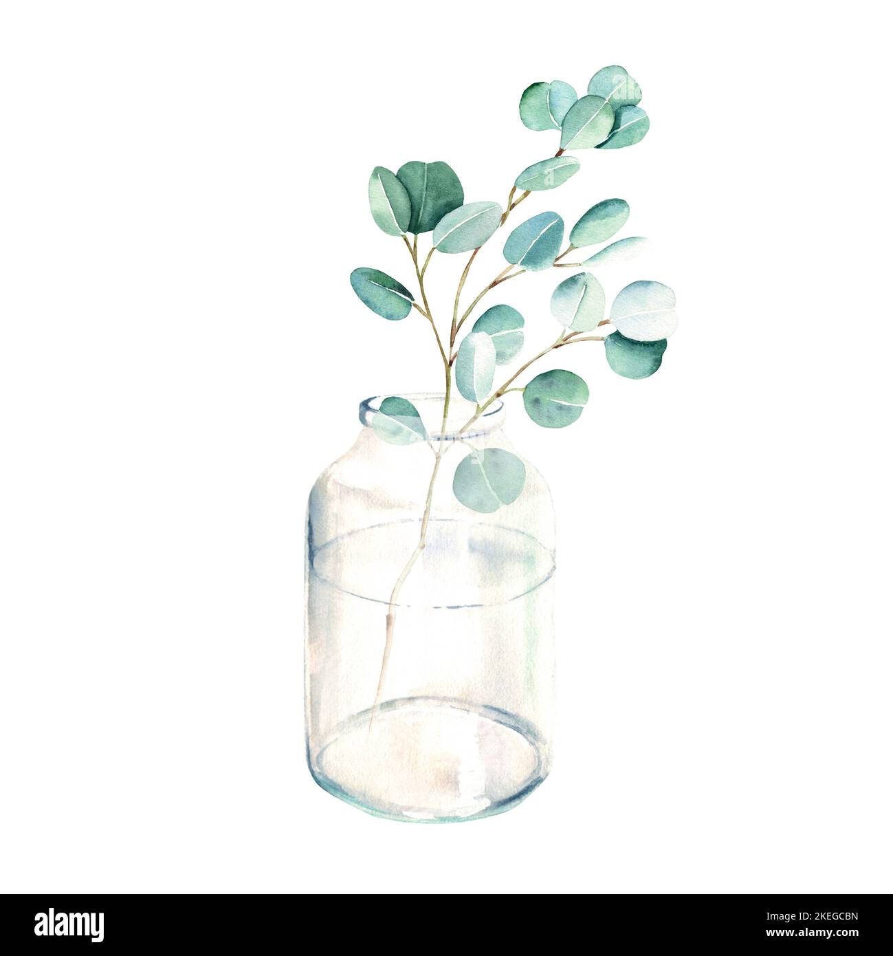 Eucalyptus branch in vase, jar. Silver dollar. Watercolor hand drawn