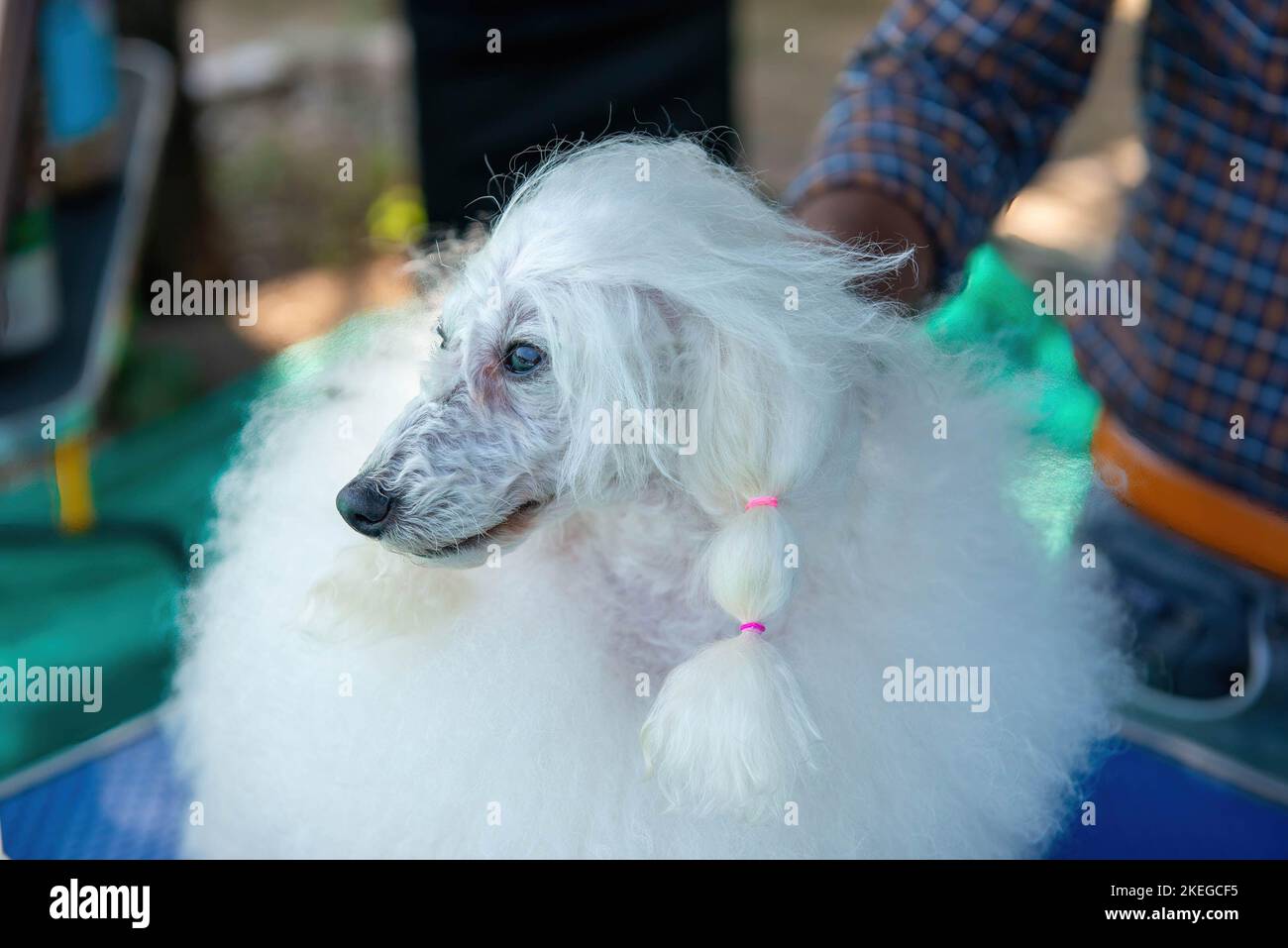 Furfest hires stock photography and images Alamy