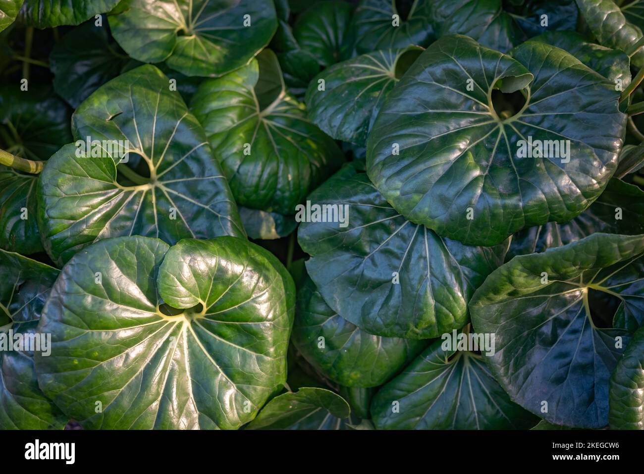 Large round leaves background of leopard plant, tractor seat plant