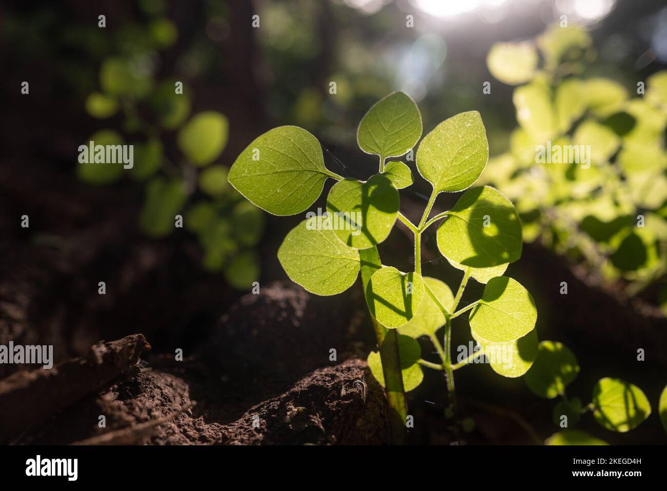 Fresh spring leaves growing from between roots. Glowing with sunshine leaves Stock Photo