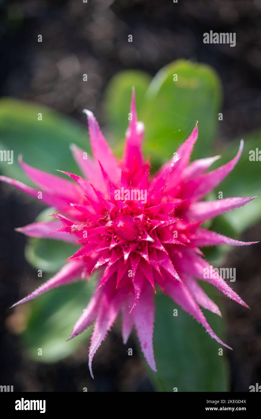 Pink flower closeup. Urnplant hard sharp petals. Explosion-like pink blossom Stock Photo