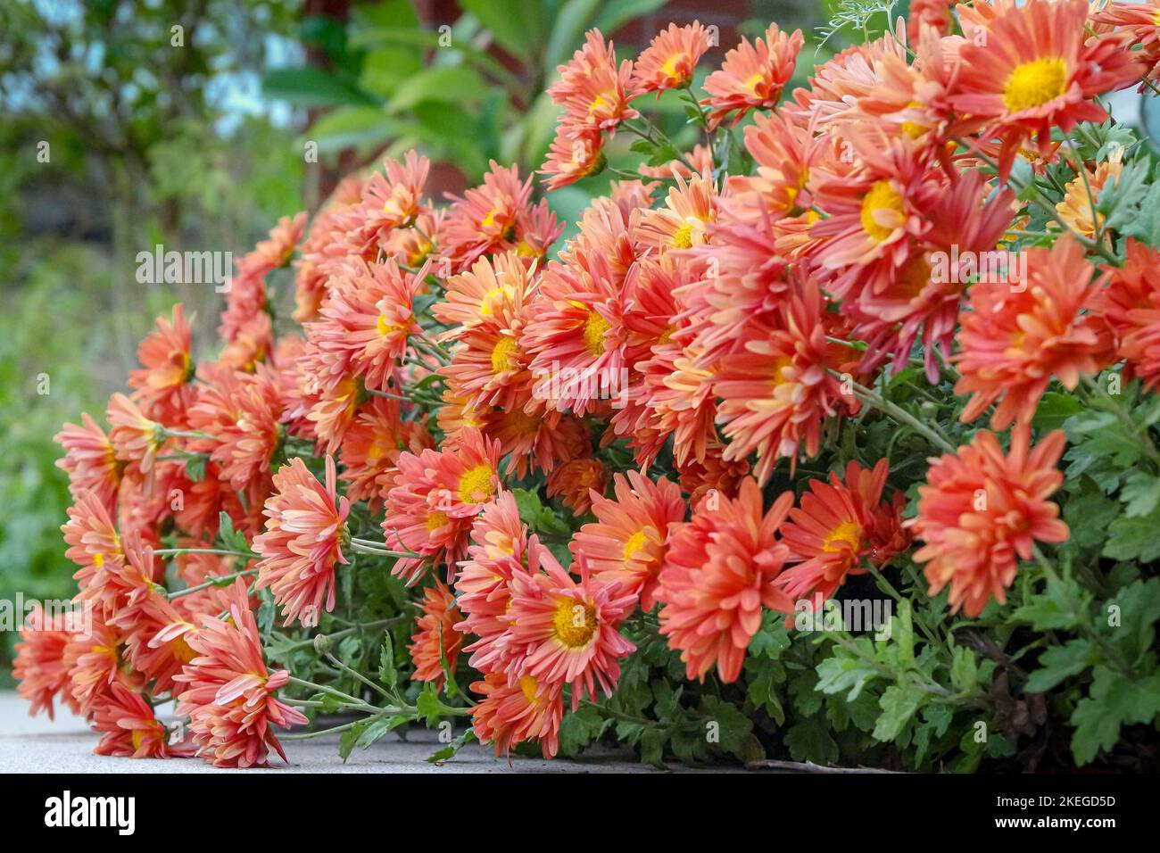 A bush of Korean chrysanthemum (Chrysanthemum hortorum) against blurred background Stock Photo