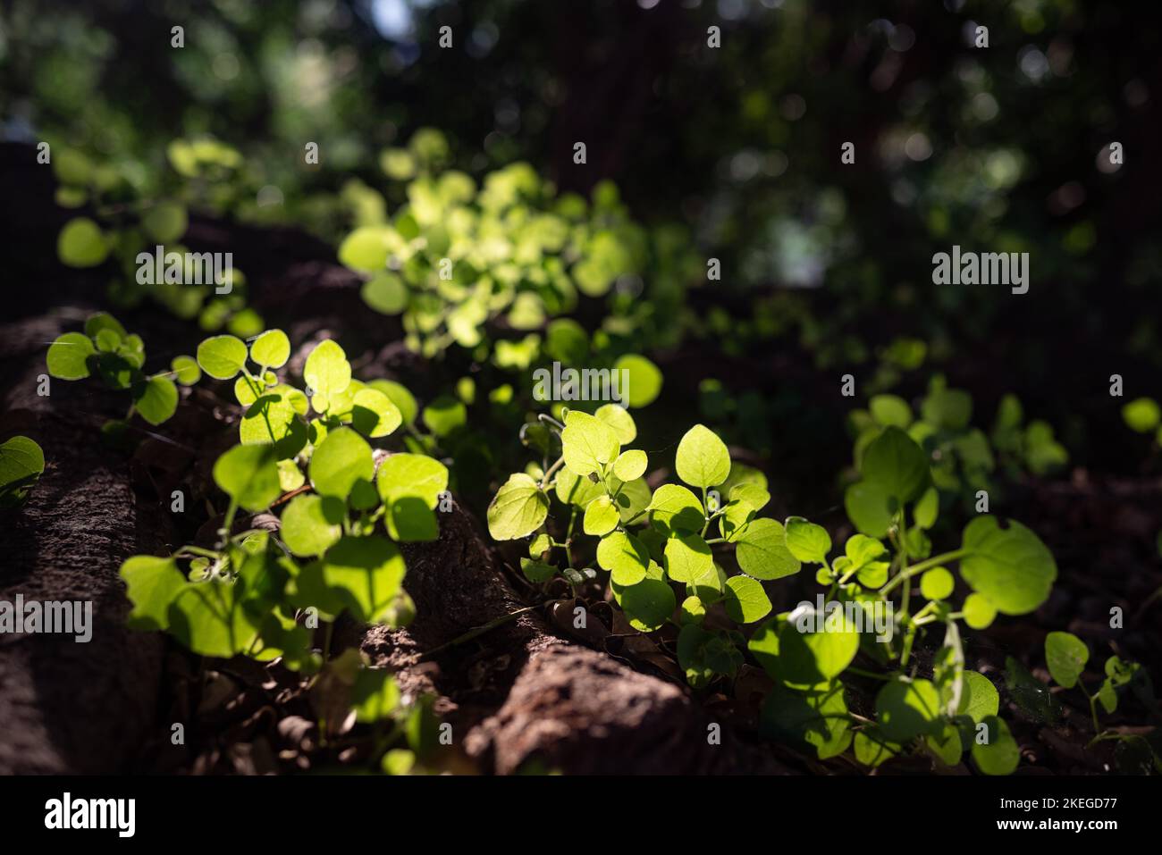 Fresh spring leaves growing from between roots. Glowing with sunshine leaves Stock Photo