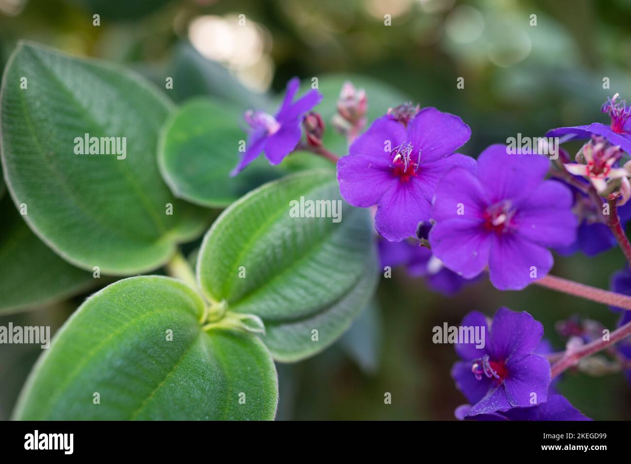 Silvery green leaves and purple flowers closeup of silverleafed princess flower Stock Photo