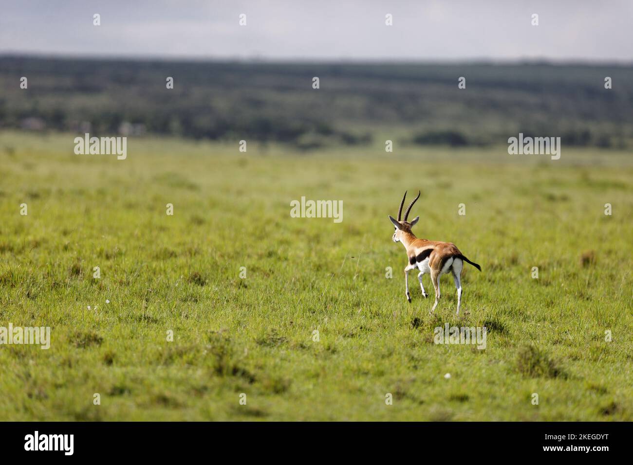 Gazelle skin hi-res stock photography and images - Alamy