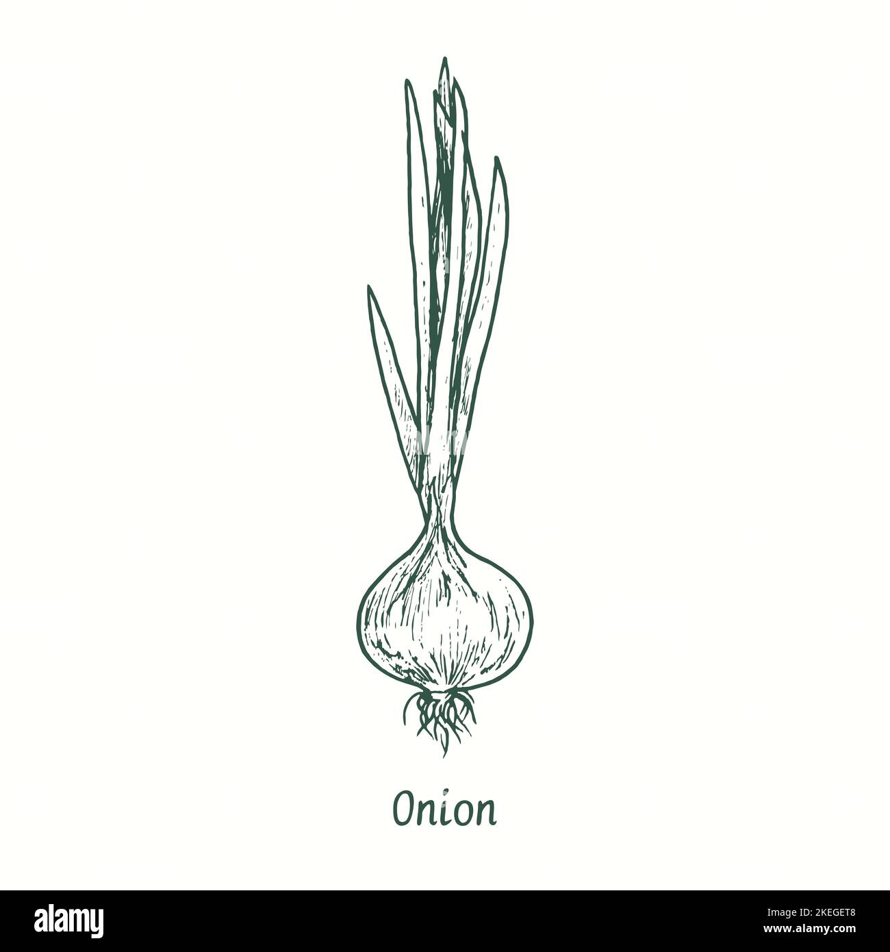 Onion.  Ink black and white doodle drawing in woodcut style Stock Photo