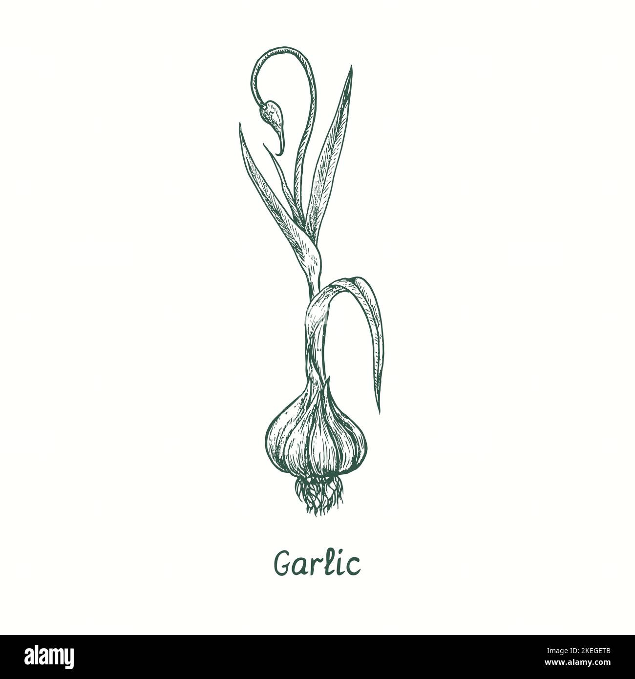 Garlic Plant Drawing garlic-plant-drawing