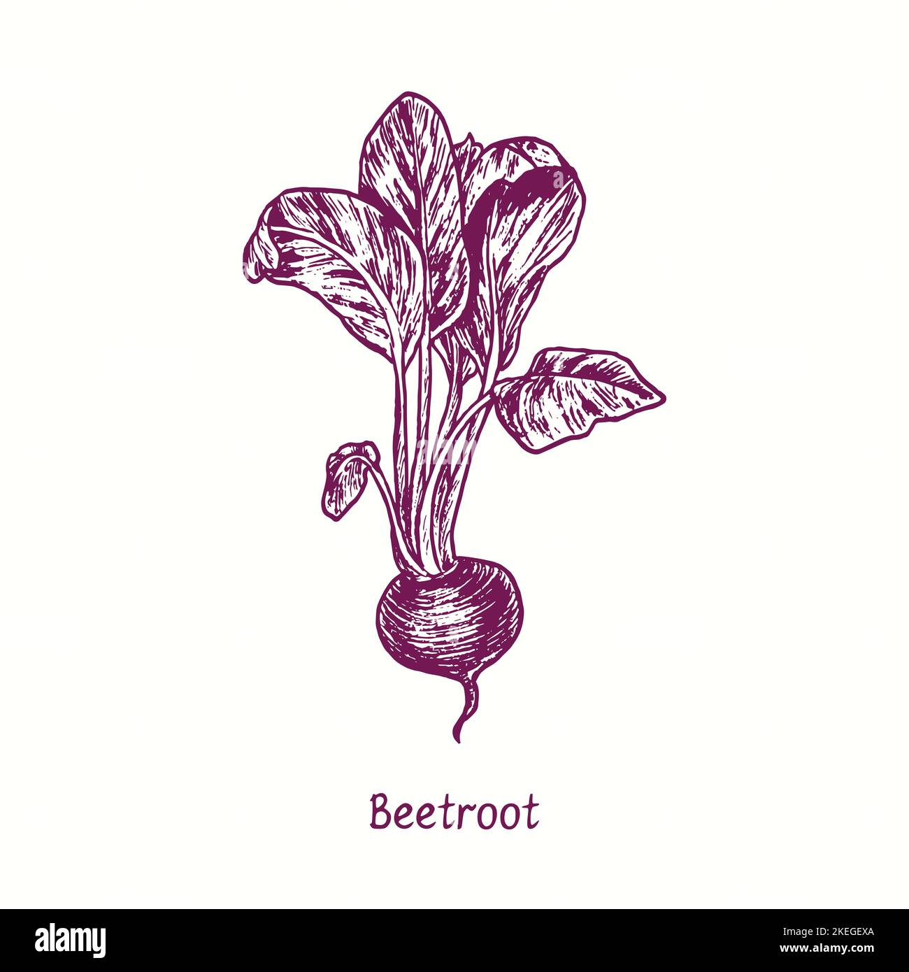 Beetroot.  Ink black and white doodle drawing in woodcut style Stock Photo