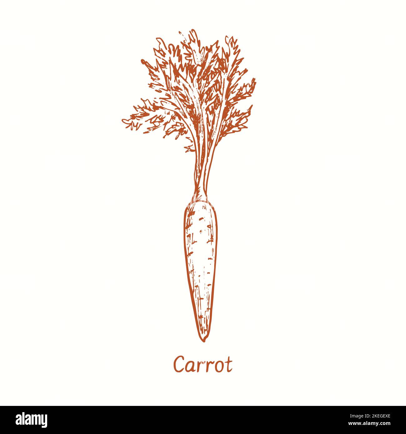 Carrot. Ink black and white doodle drawing in woodcut style Stock Photo