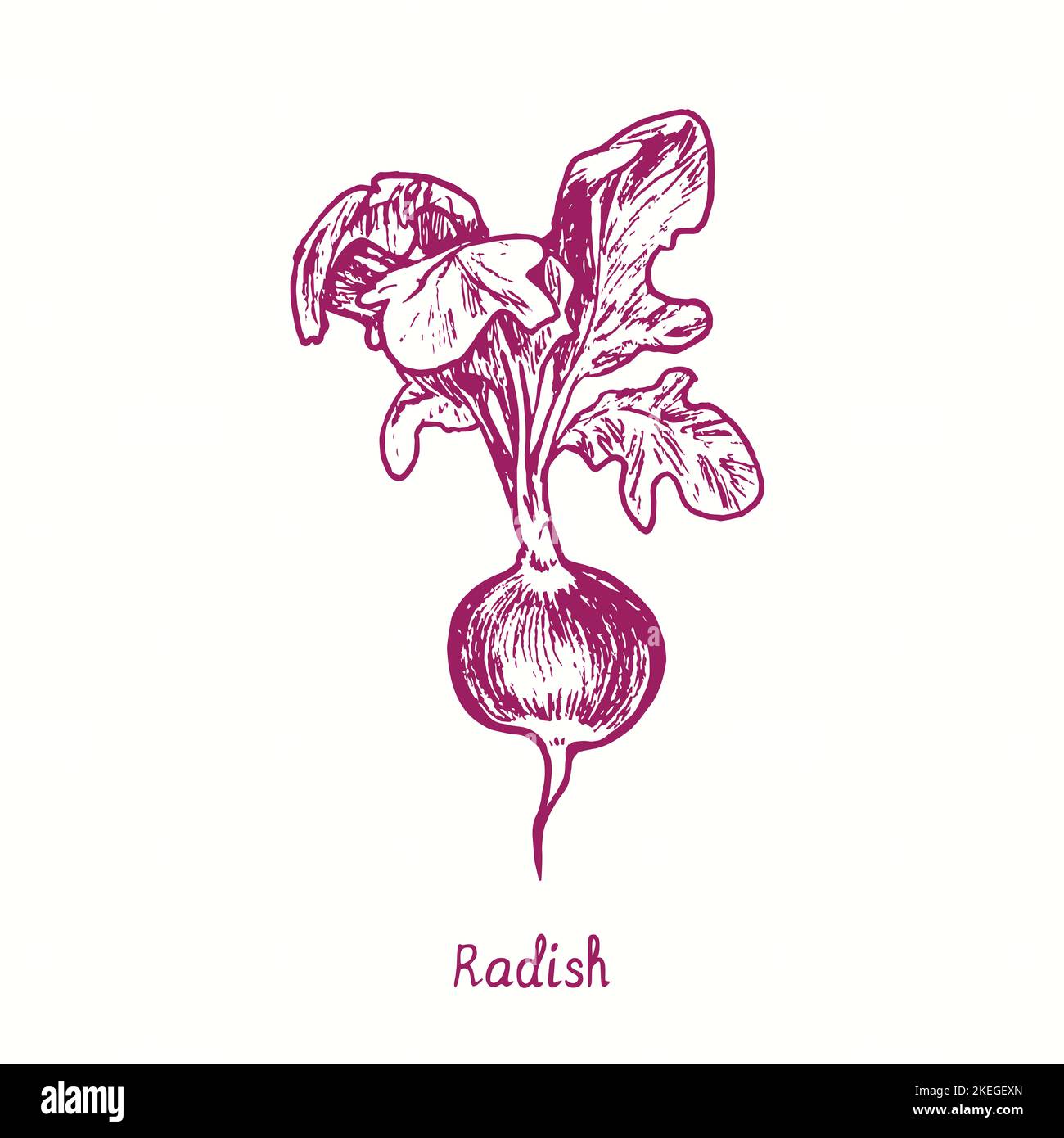 Radish. Ink black and white doodle drawing in woodcut style Stock Photo