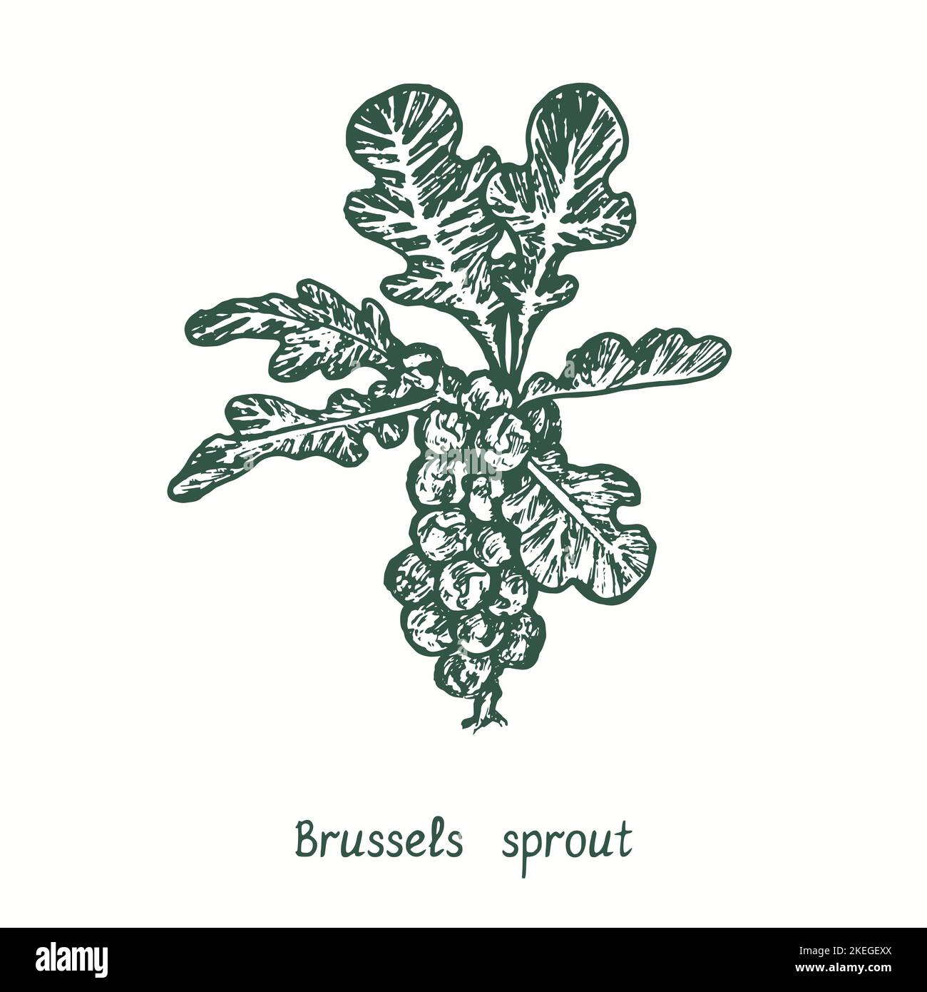 Brussels sprouts.  Ink black and white doodle drawing in woodcut style Stock Photo