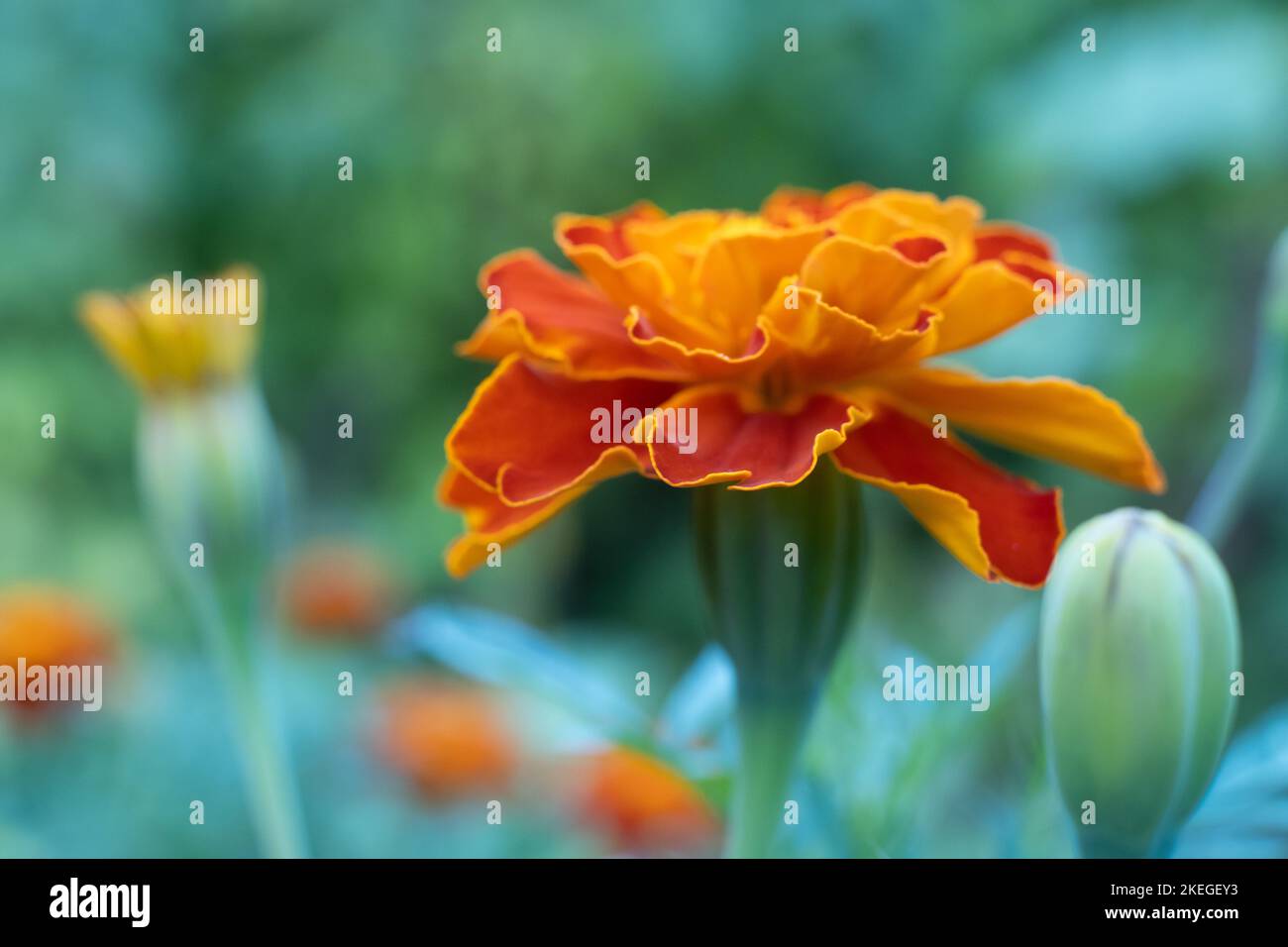 Marigold Red Brocade flower. Mass of red and yellow flowers Stock Photo