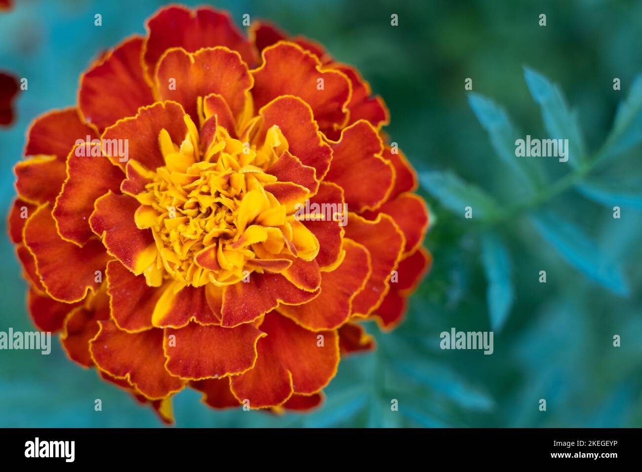 Marigold Red Brocade flower. Mass of red and yellow flowers Stock Photo